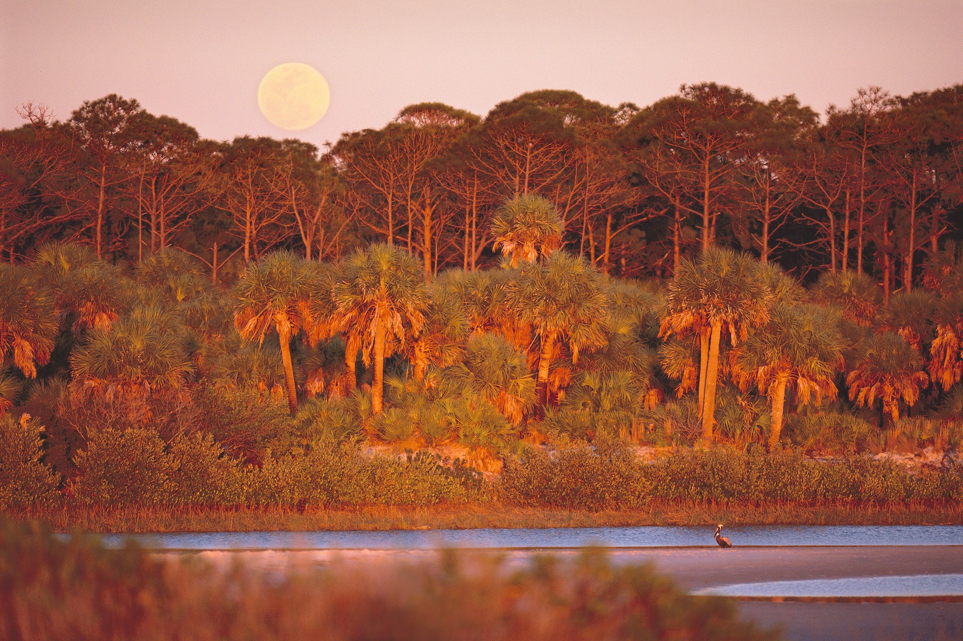 Moonrise Over Caladesi by Carlton Ward Photography