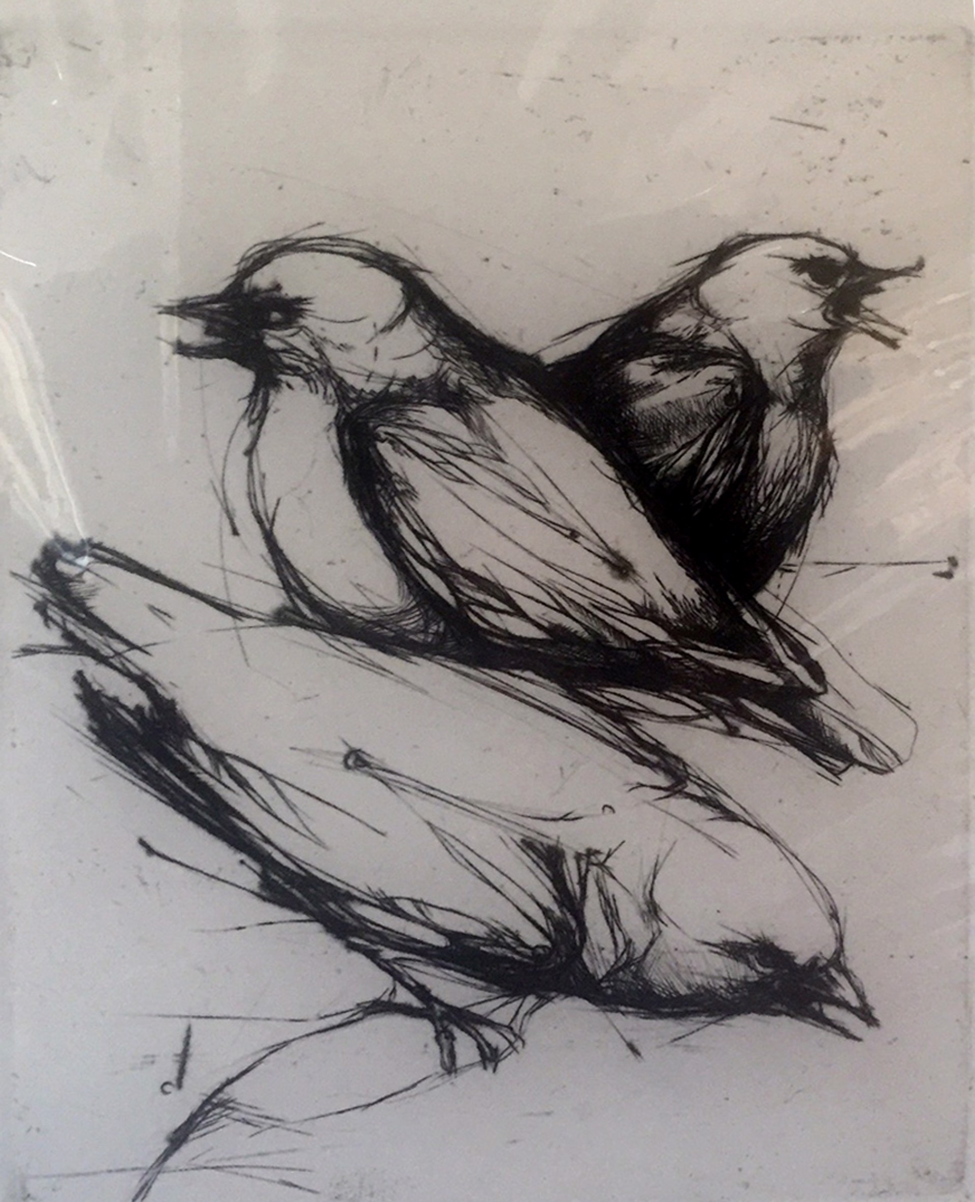 Birds by Dick Mason