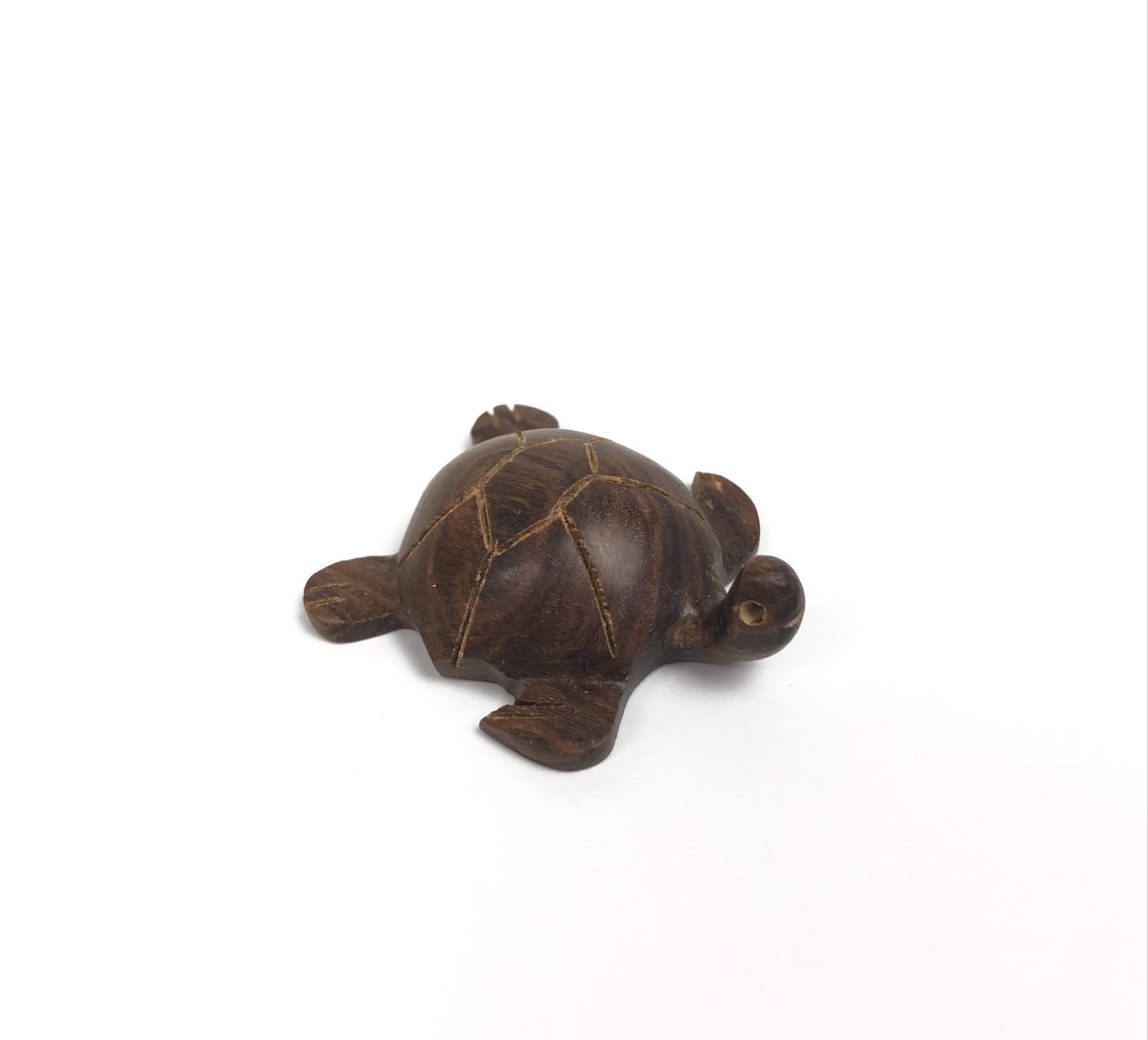 Turtle by Steven G. Febres-Cordero