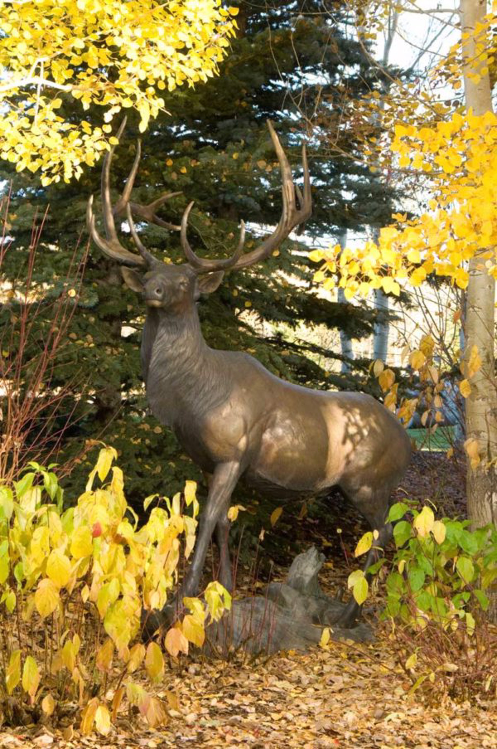 Life Size Bronze Limited Edition Bronze Bull Elk Monument Statue Featuring A Bronze Rock Base, By Rip And Alison Caswell