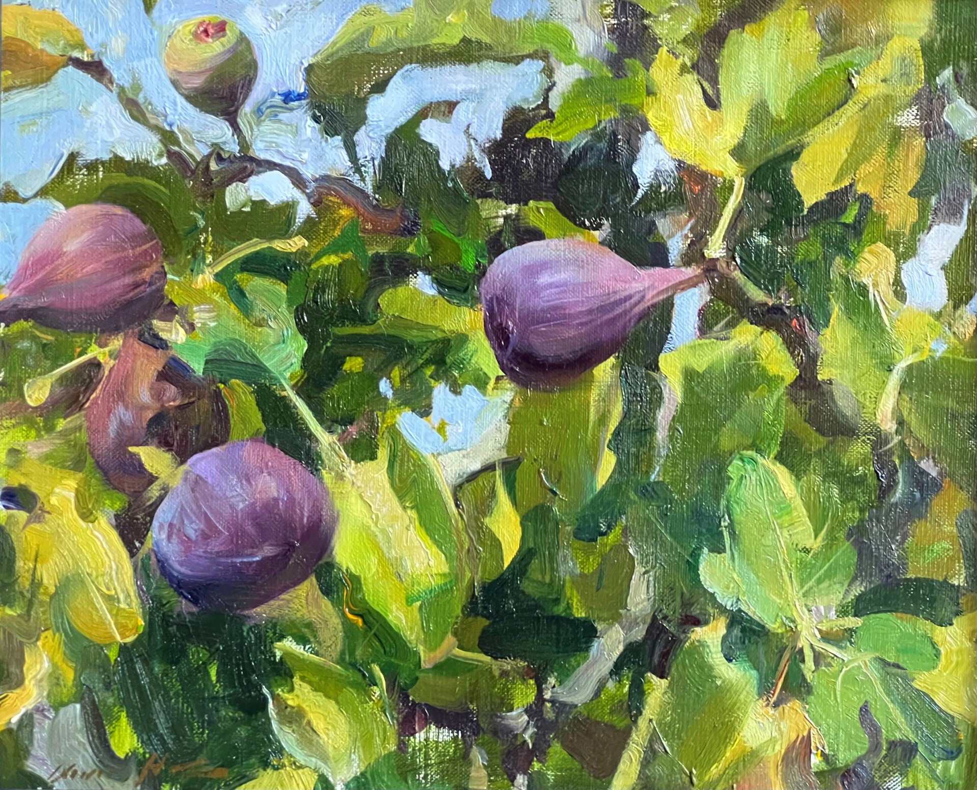 Figs by Quang Ho
