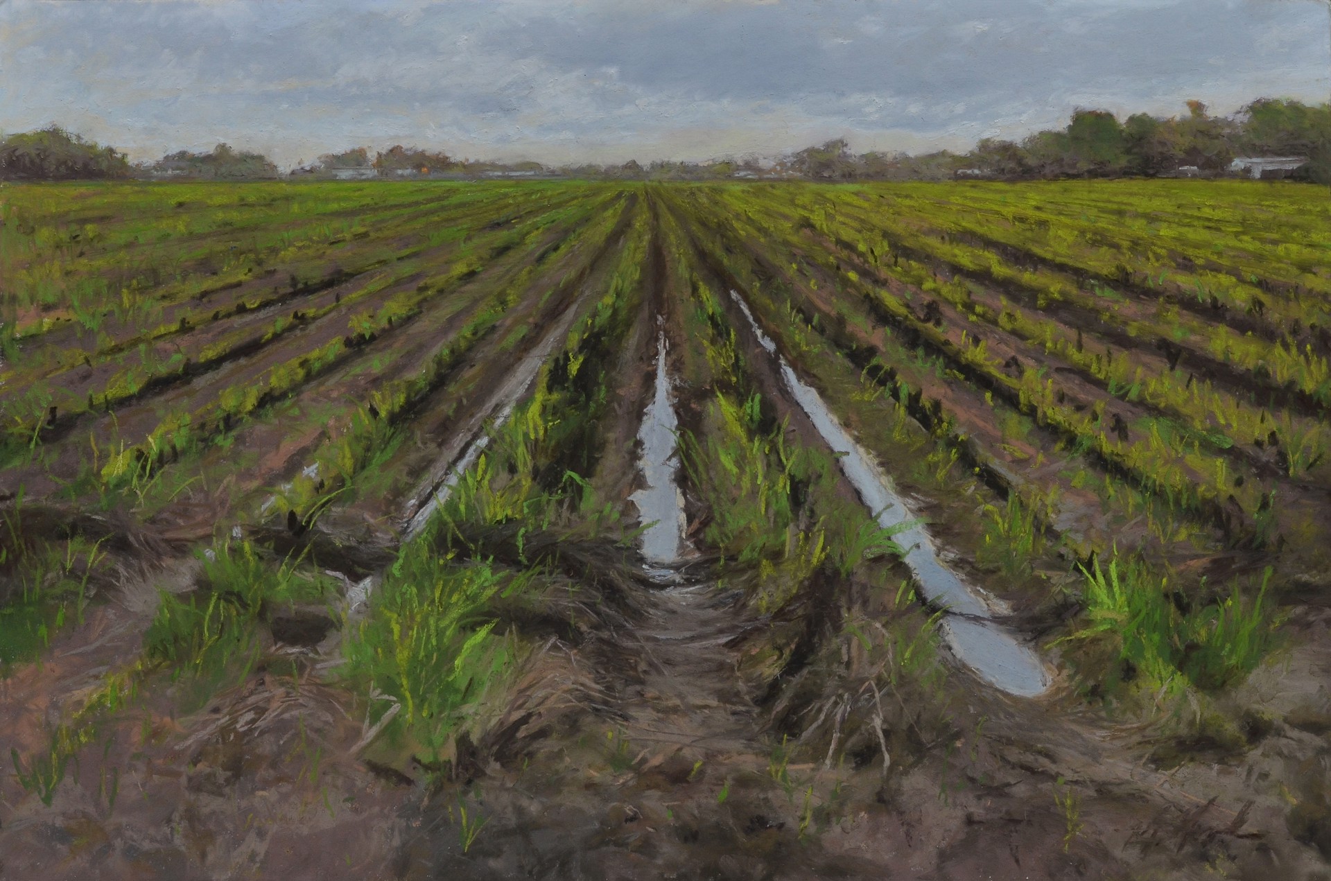 Petite Ans, Bayou Cane Field by Mary Monk