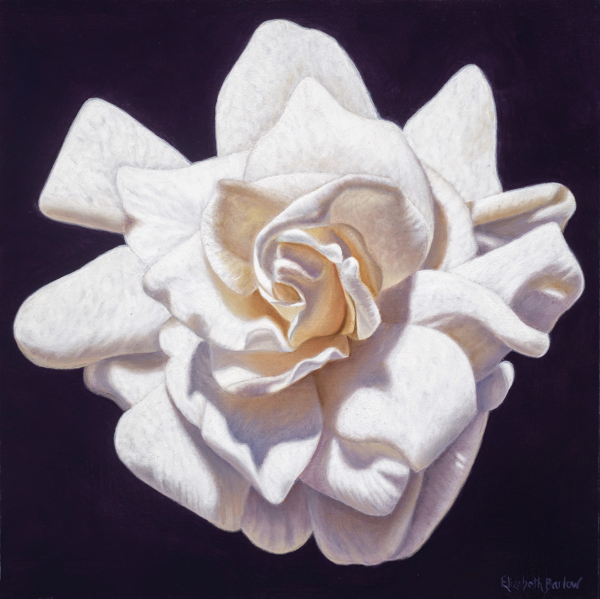 Enlighten by Elizabeth Barlow