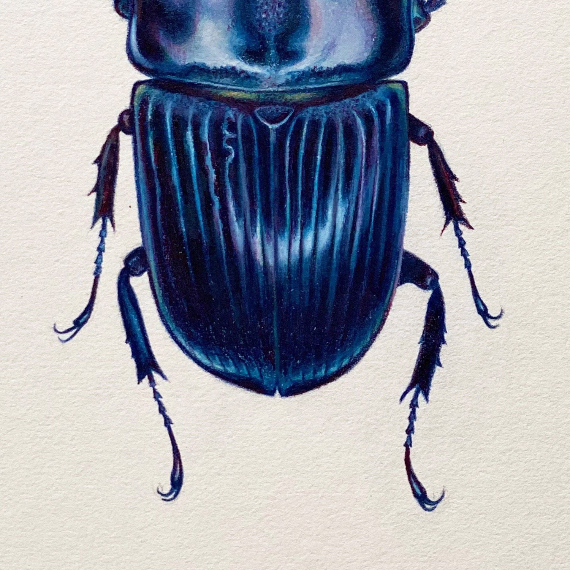 Coleoptera Chroma #22 by Hannah Hanlon
