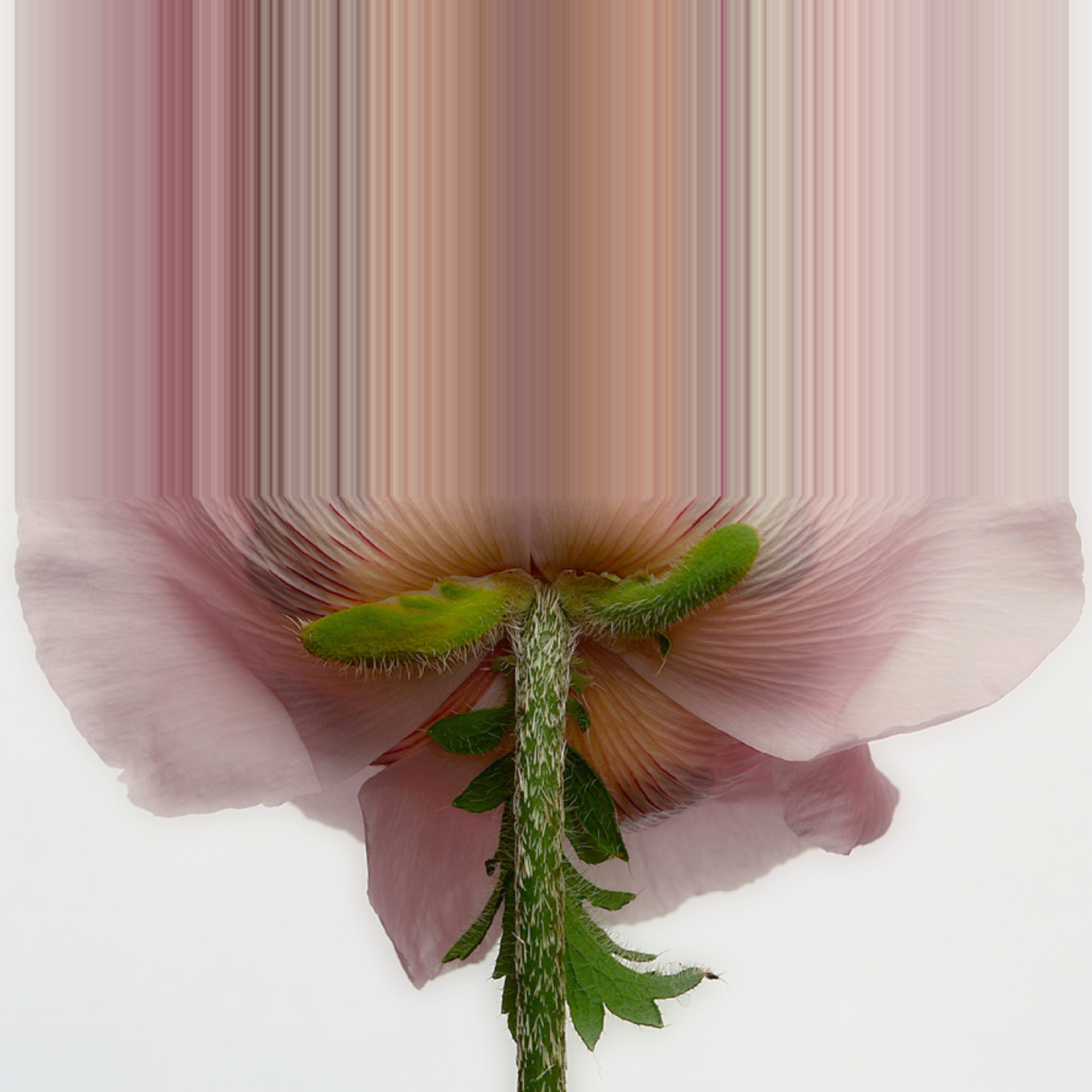 Pink Flower Glitch Art #1 by Oz Van Rosen