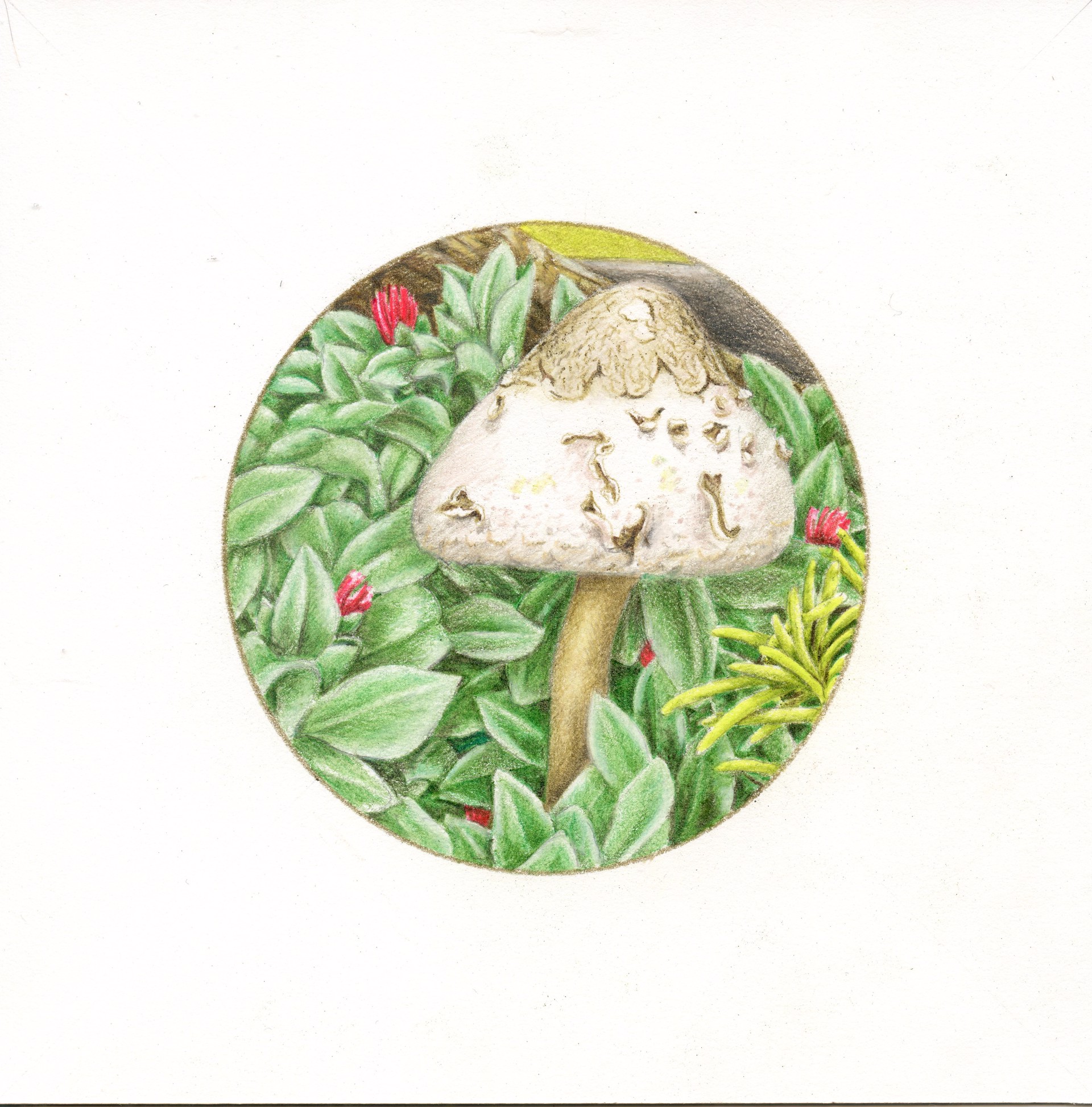 Mushroom by Mary Lee Eggart