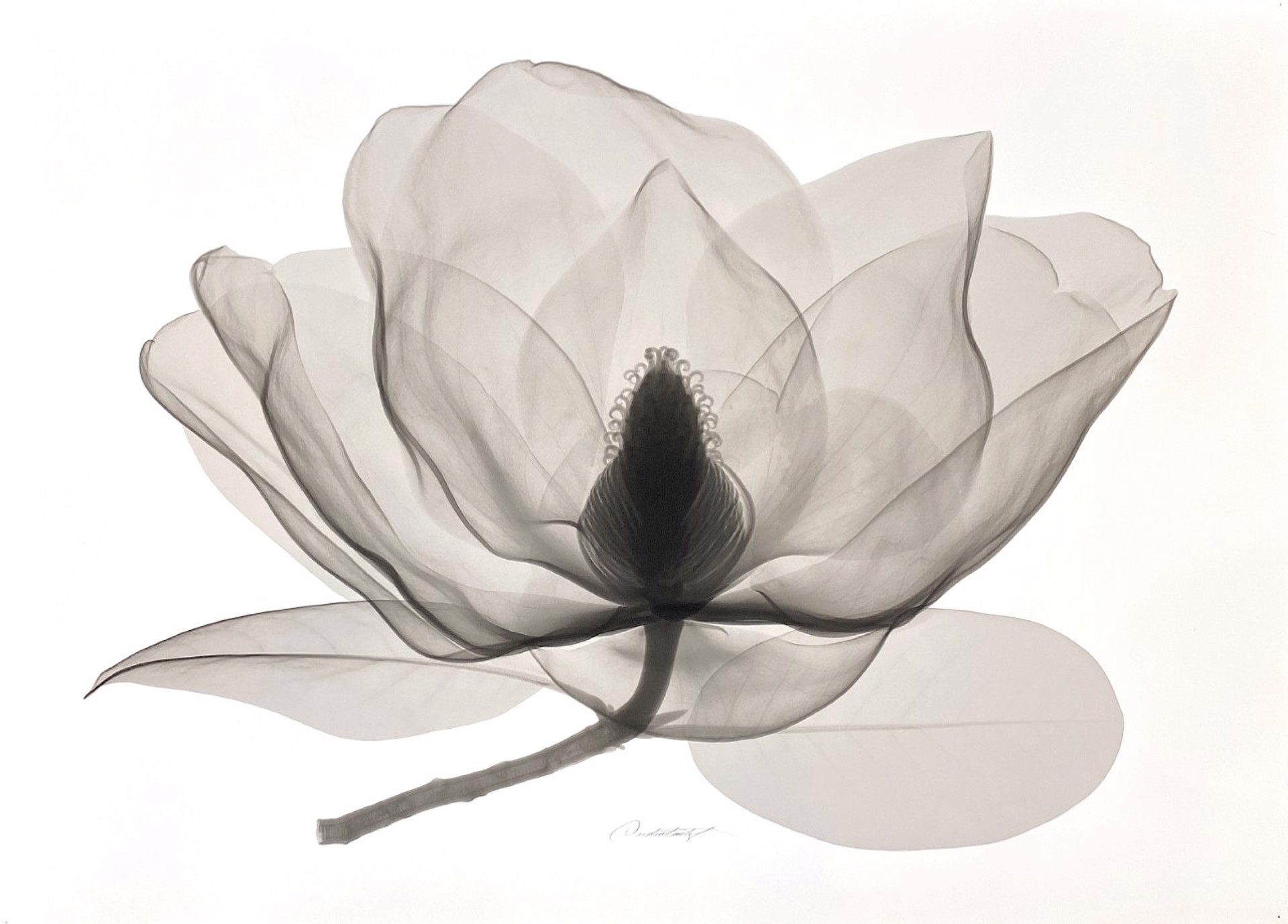 Southern Magnolia by Don Dudenbostel