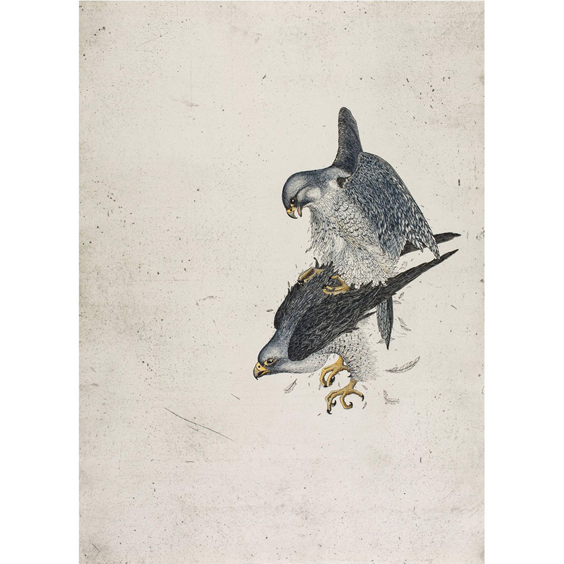Falco Peregrinus by Briony Morrow-Cribbs