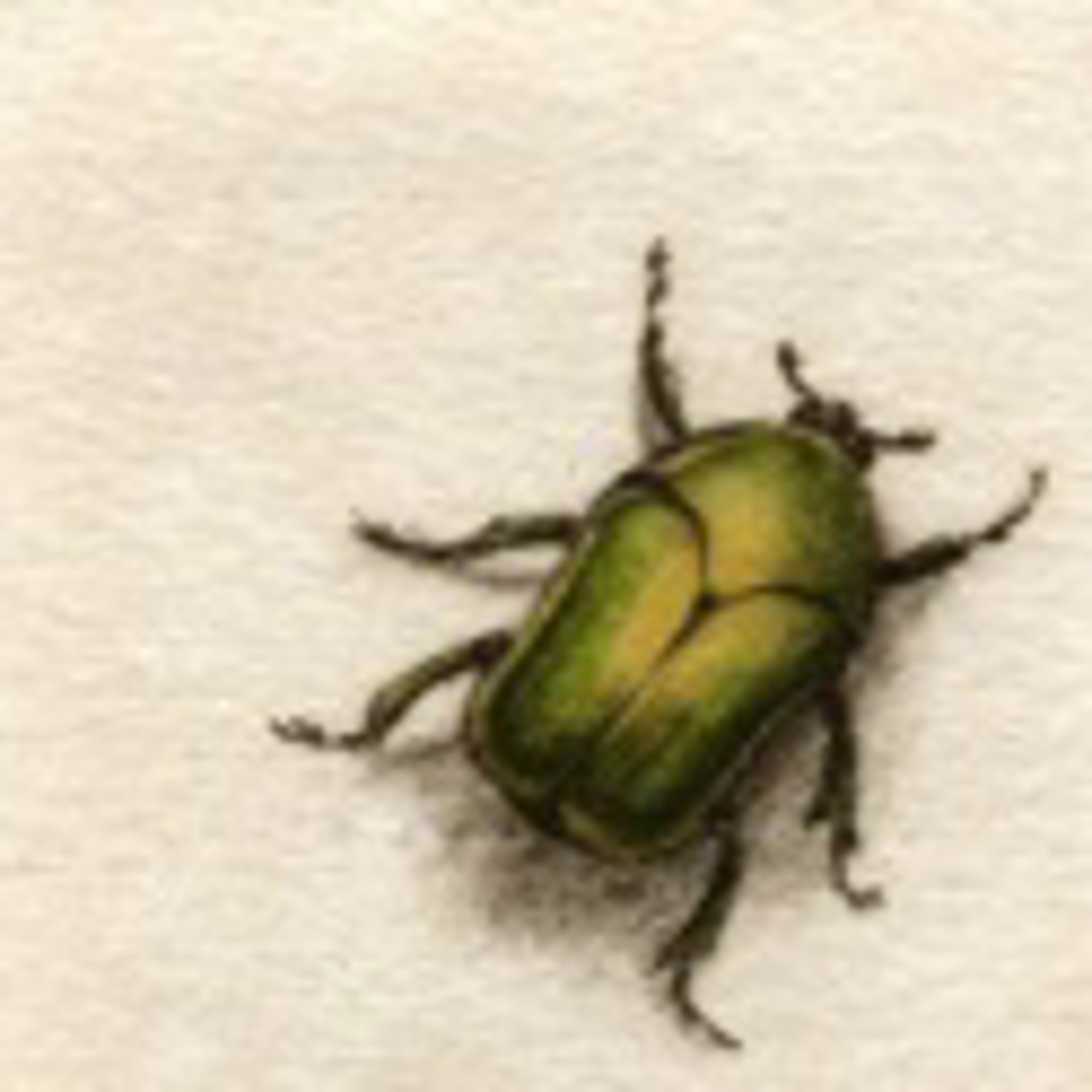 June Bug - unframed, #63/100 by Melanie Fain