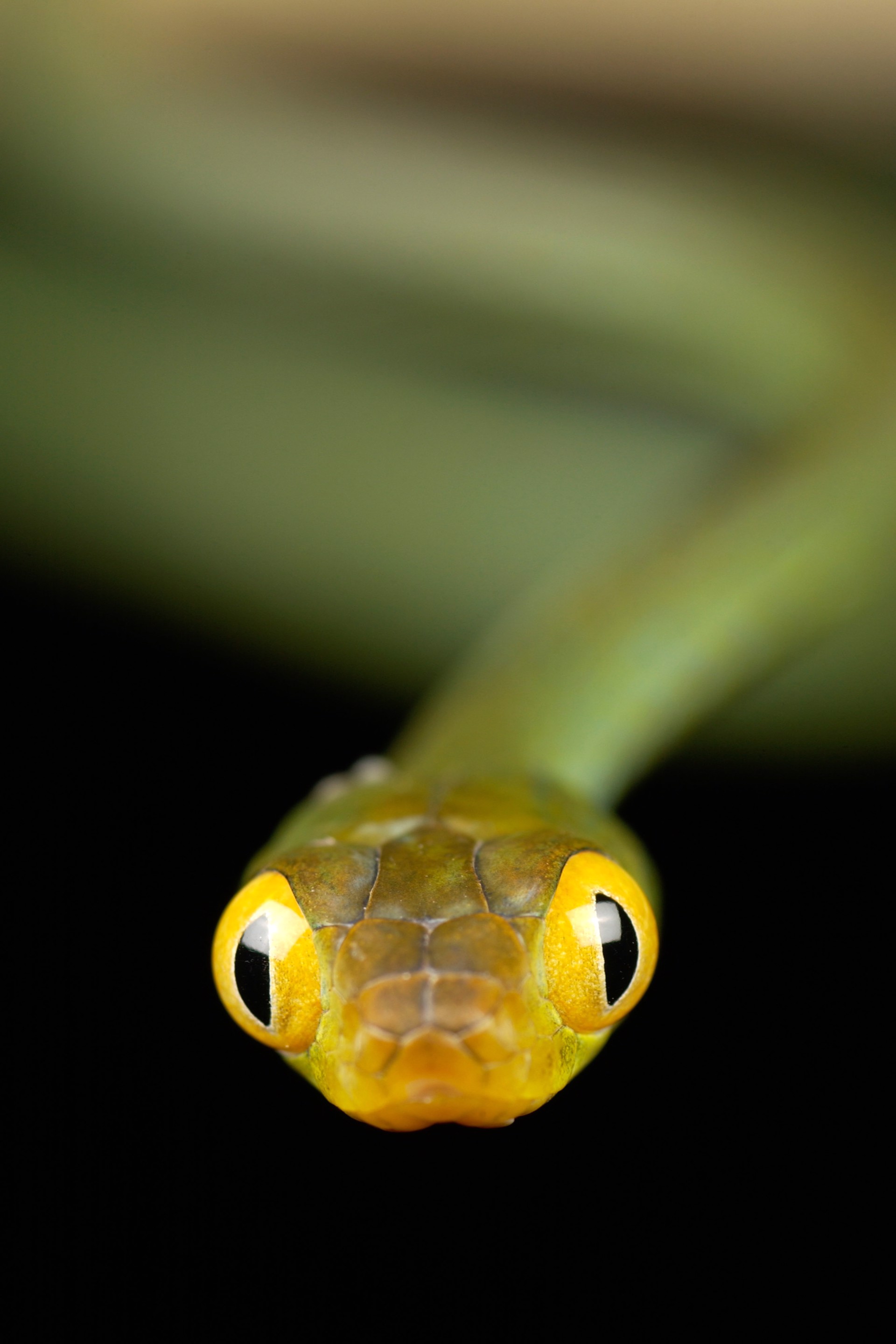 Boulenger's Brown Tree Snake by Carlton Ward Photography