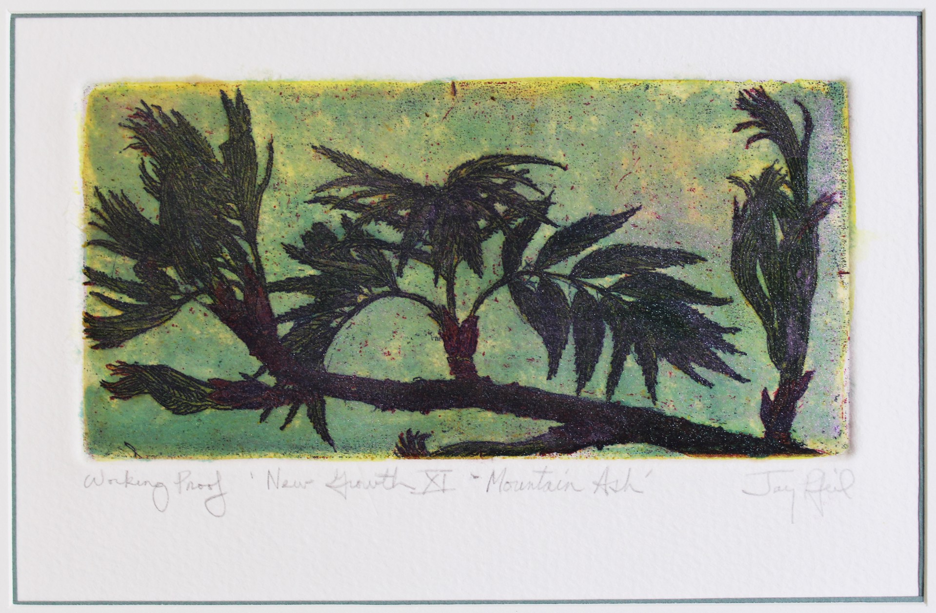 New Growth XI--Mountain Ash (Unframed) by Jay Pfeil
