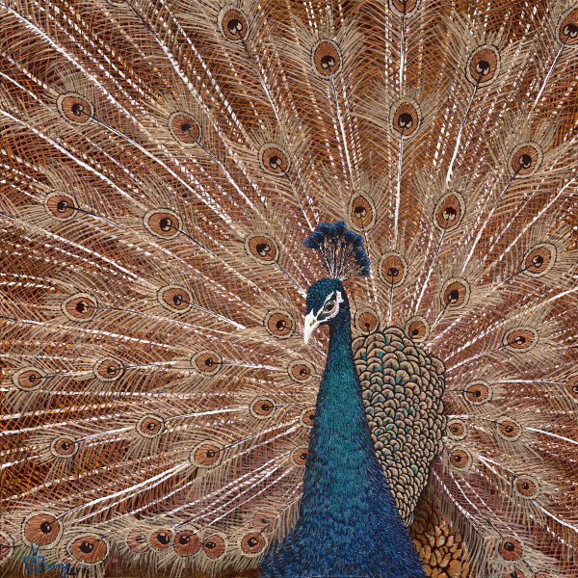 Indigo Peacock by Barry Levin