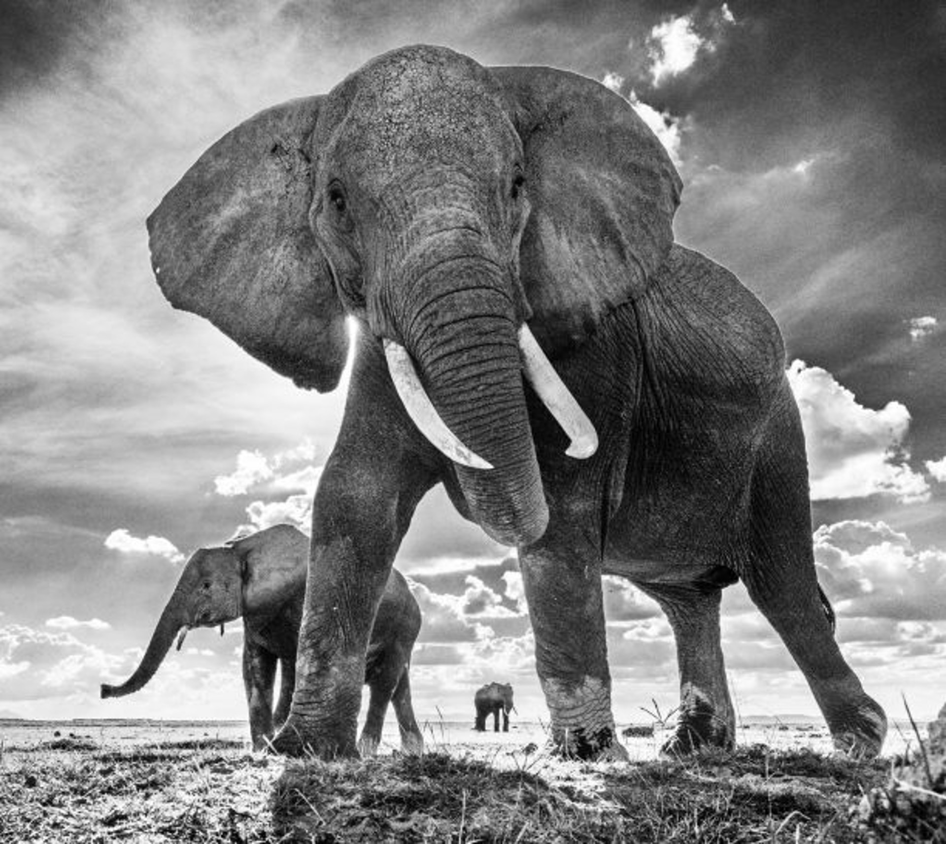 The Untouchables by David Yarrow