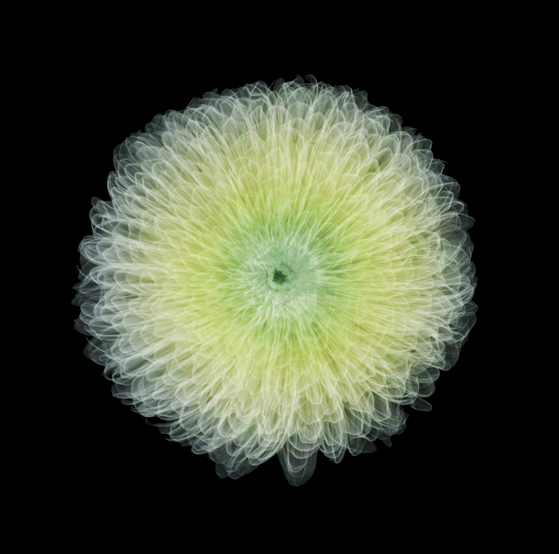 Chrysanthemum Pom Pom by Nick Veasey