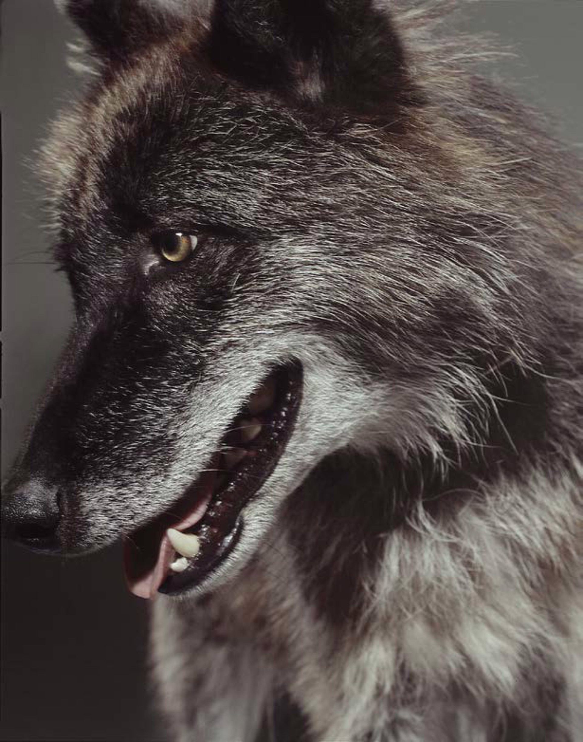 THE WOLF by Markus Klinko
