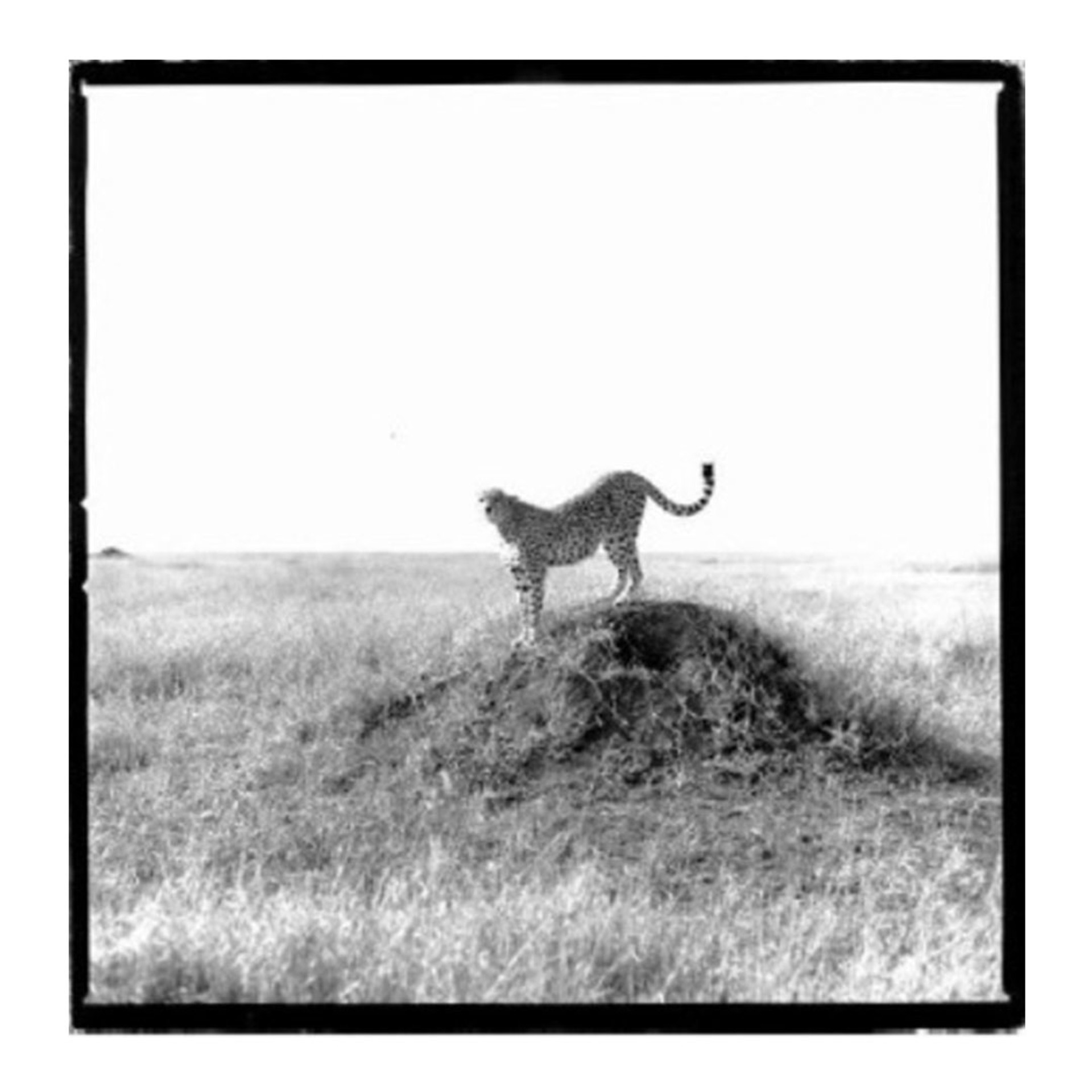 Cheetah (Tanzania) by Patrick Demarchelier