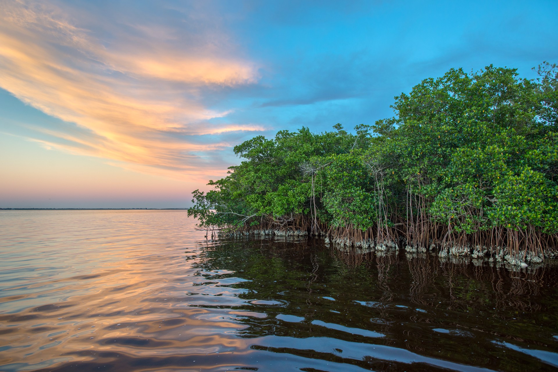 Peace River Mangroves by Carlton Ward Photography