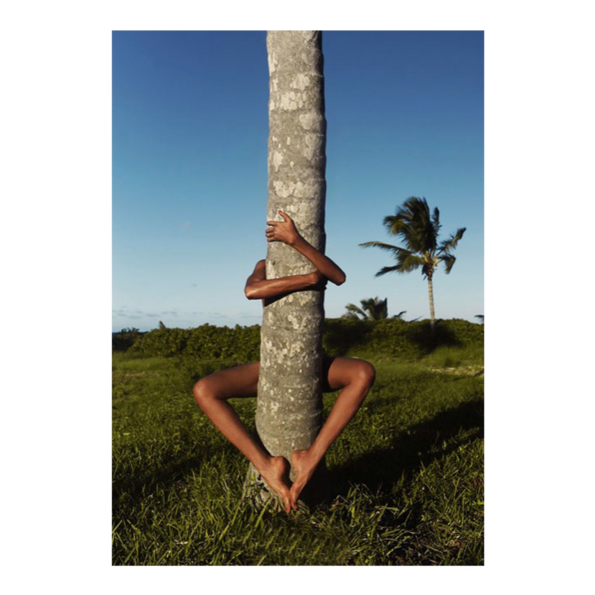 Wilmide Tree Hugger (Bahamas) by Jean-Philippe Piter