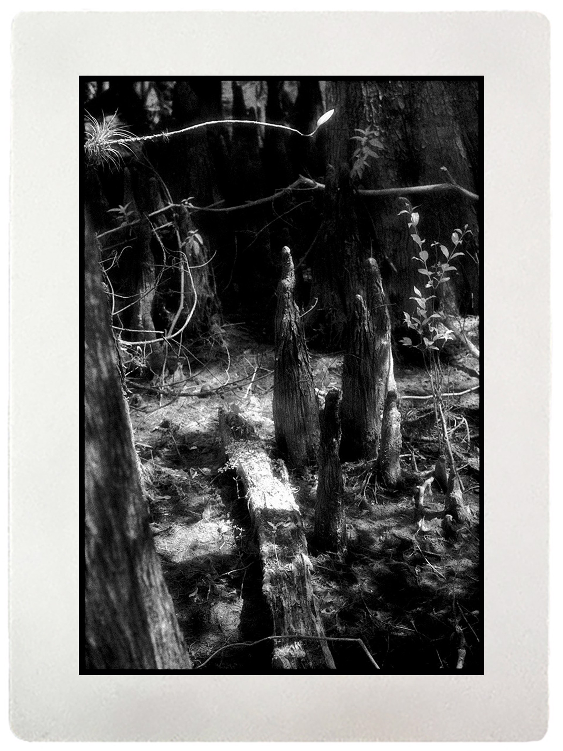 Cypress Slough Preserve I Fort Meyers, Florida by Edward C. Alfano