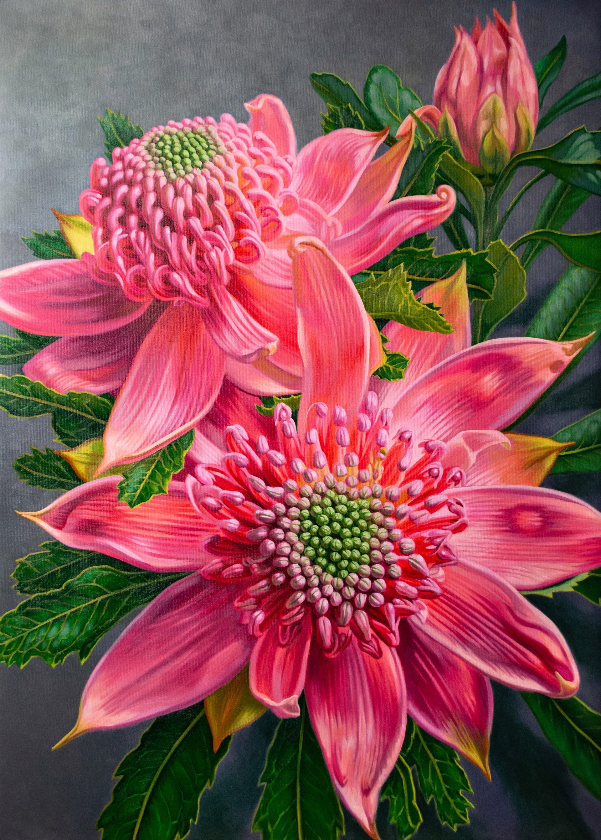 Pink Waratahs and Bud by Fiona Craig