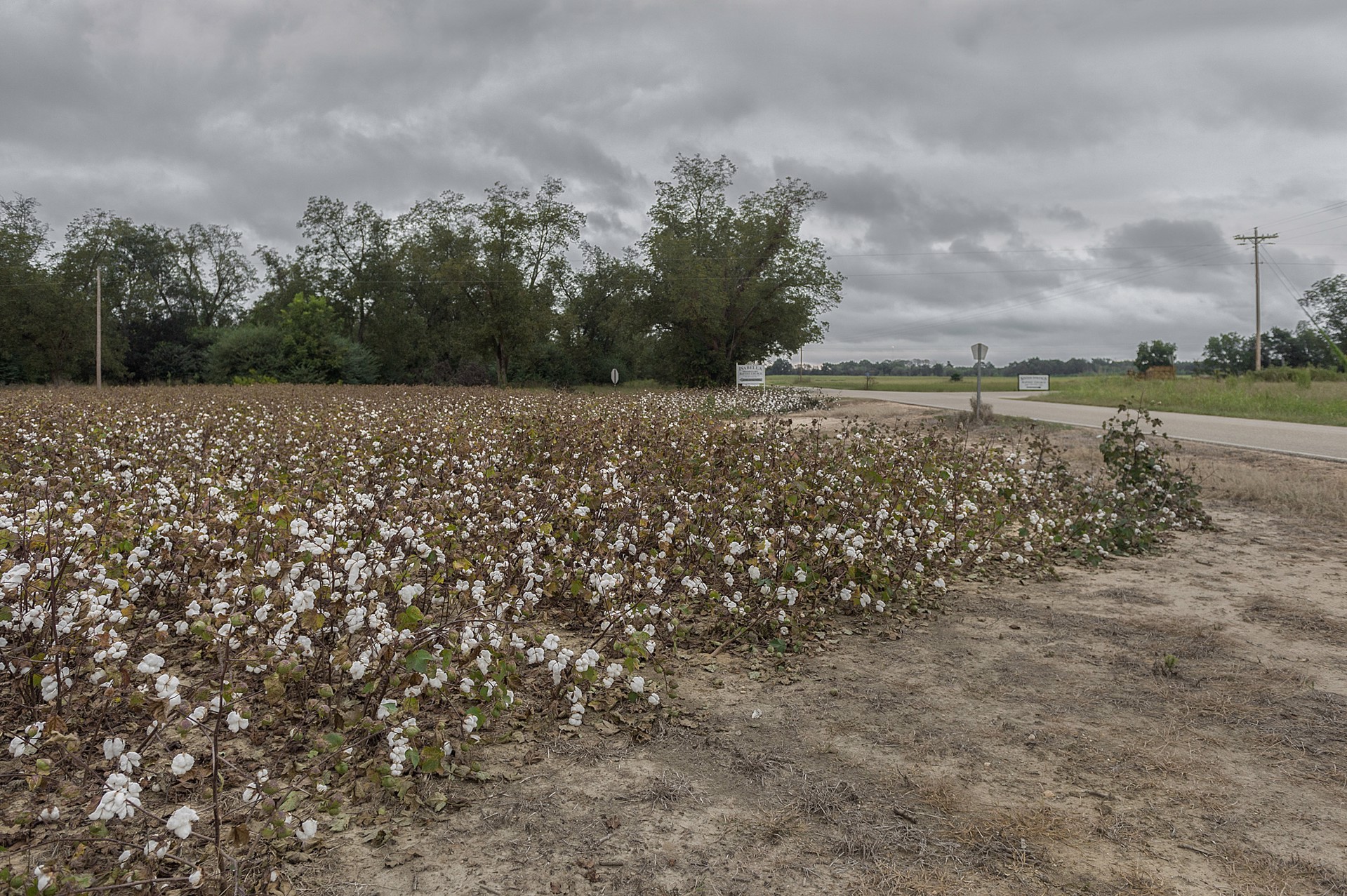 Cotton Field, Dallas County by Robin McDonald