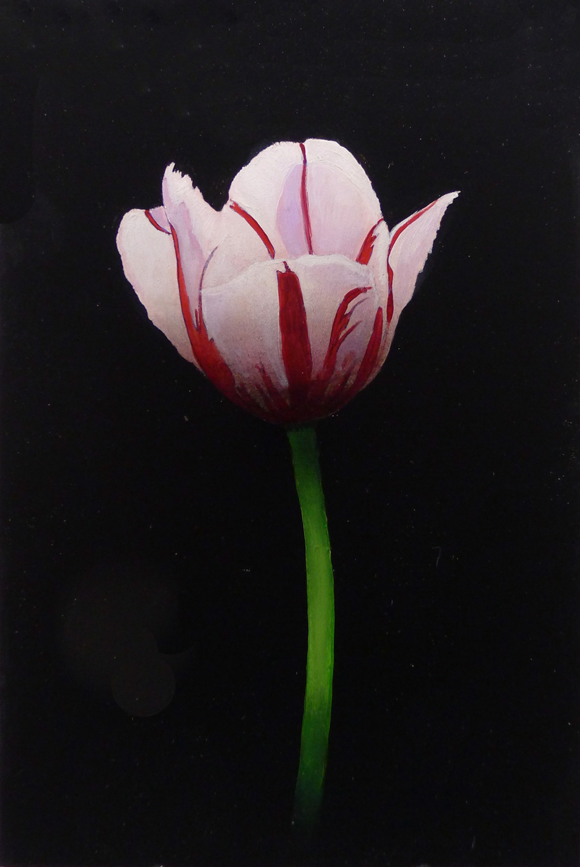 Red and White Tulip by Michael Gregory