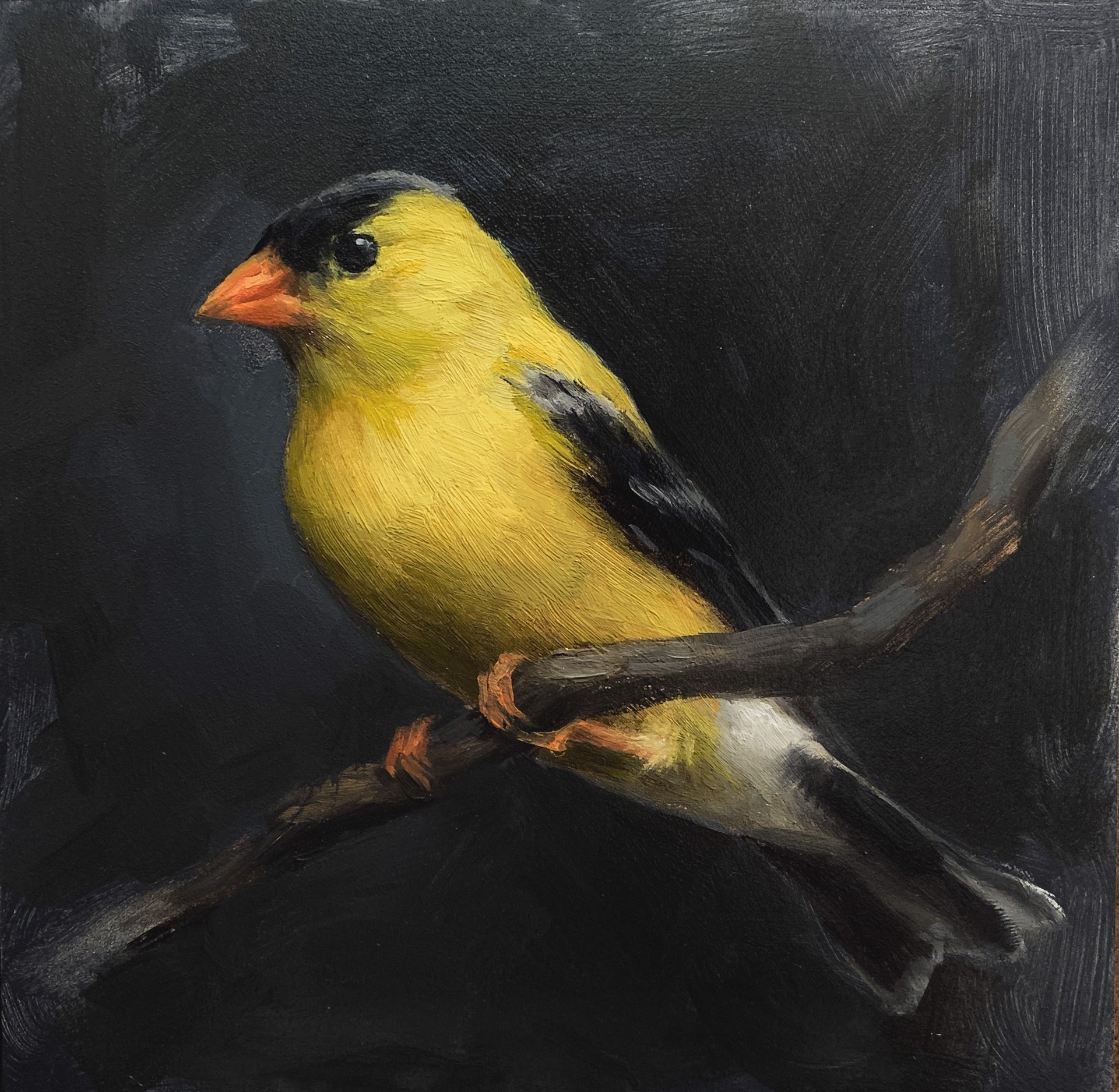 Goldfinch by Larisa Brechun