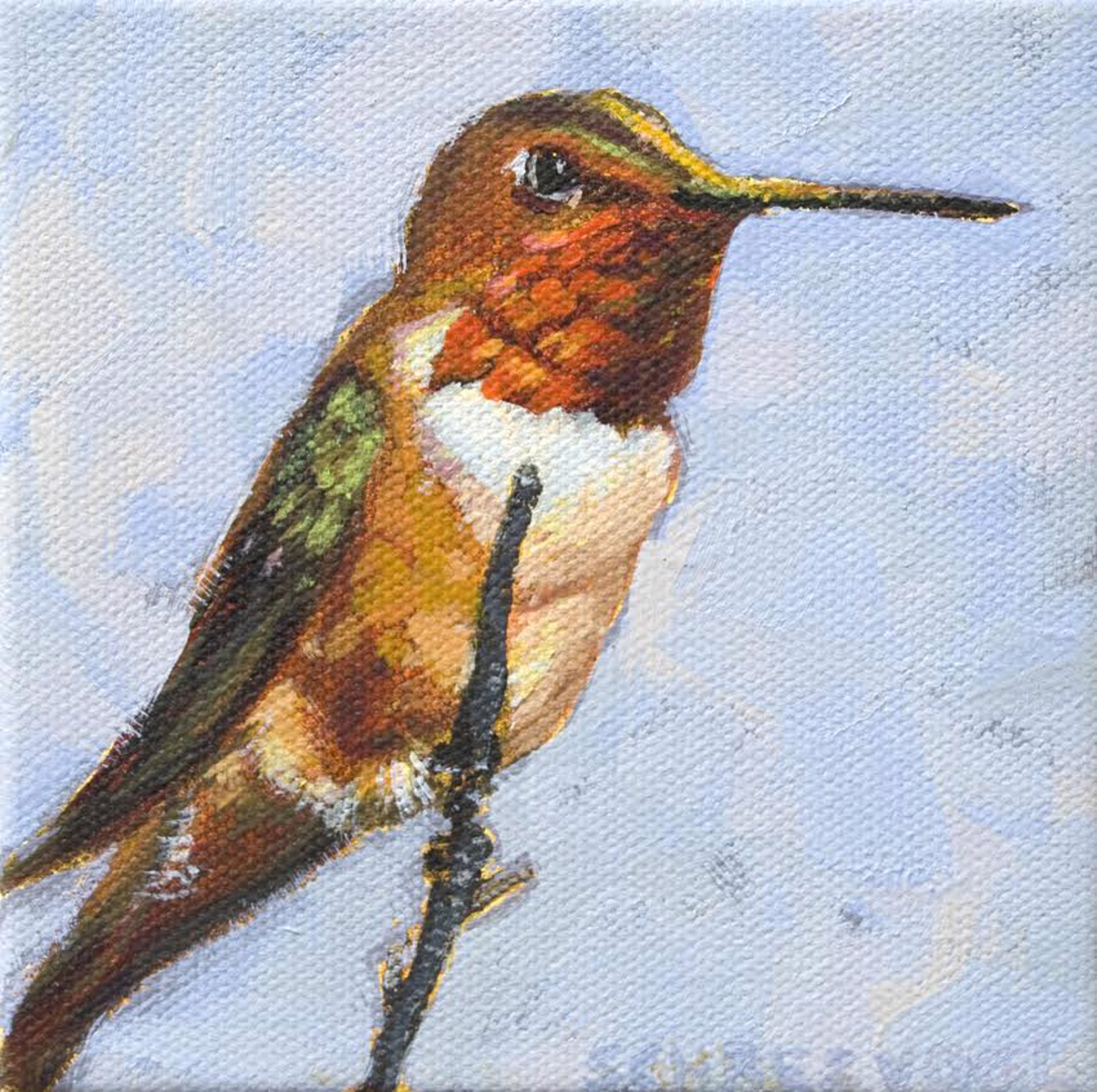 Rufous Hummingbird by Anne Schreivogl
