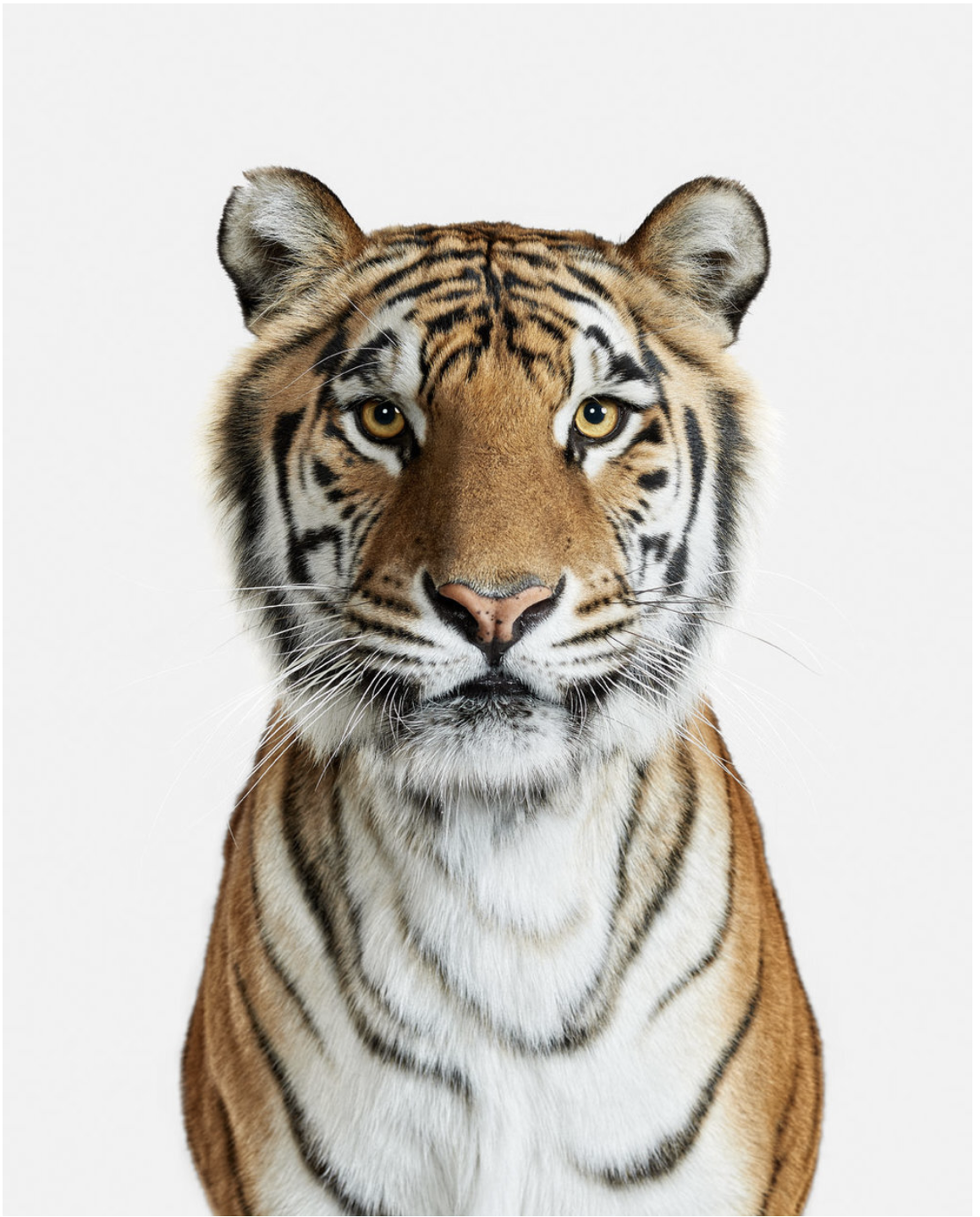 Bengal Tiger No. 1 by Randal Ford