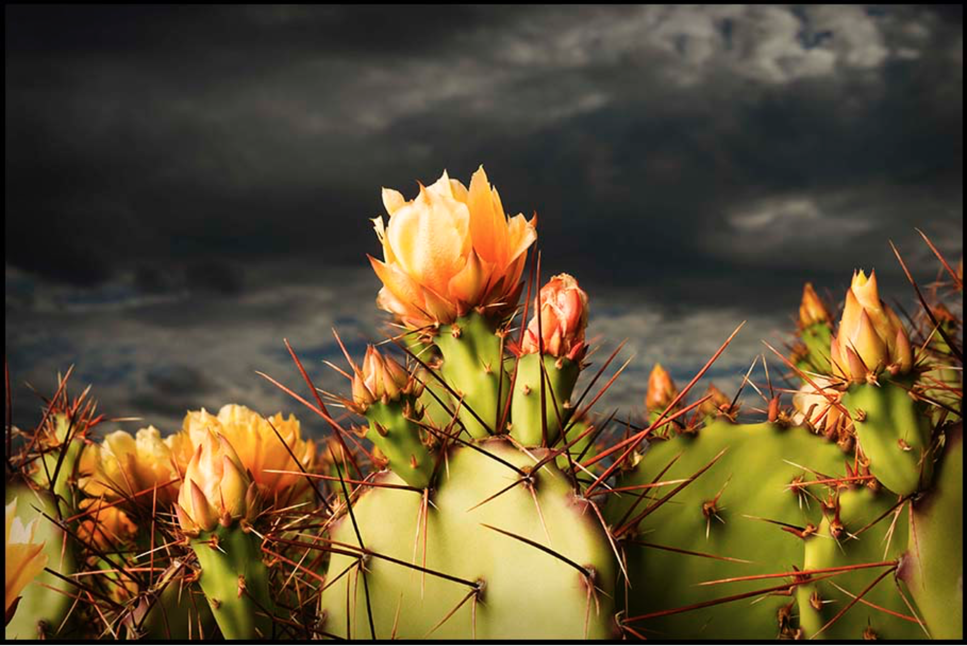 Prickly Pear by James H. Evans