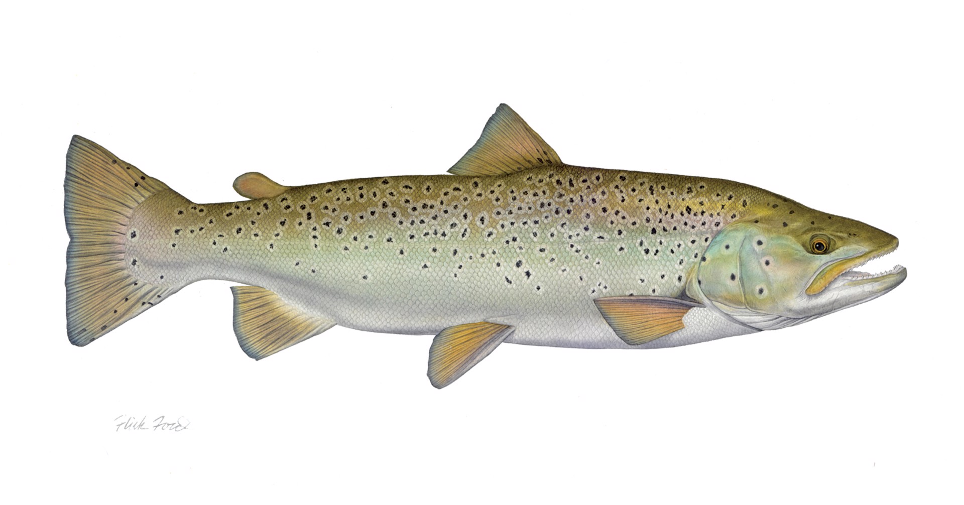 Saugatuck Salter - Sea Run Brown Trout by Flick Ford