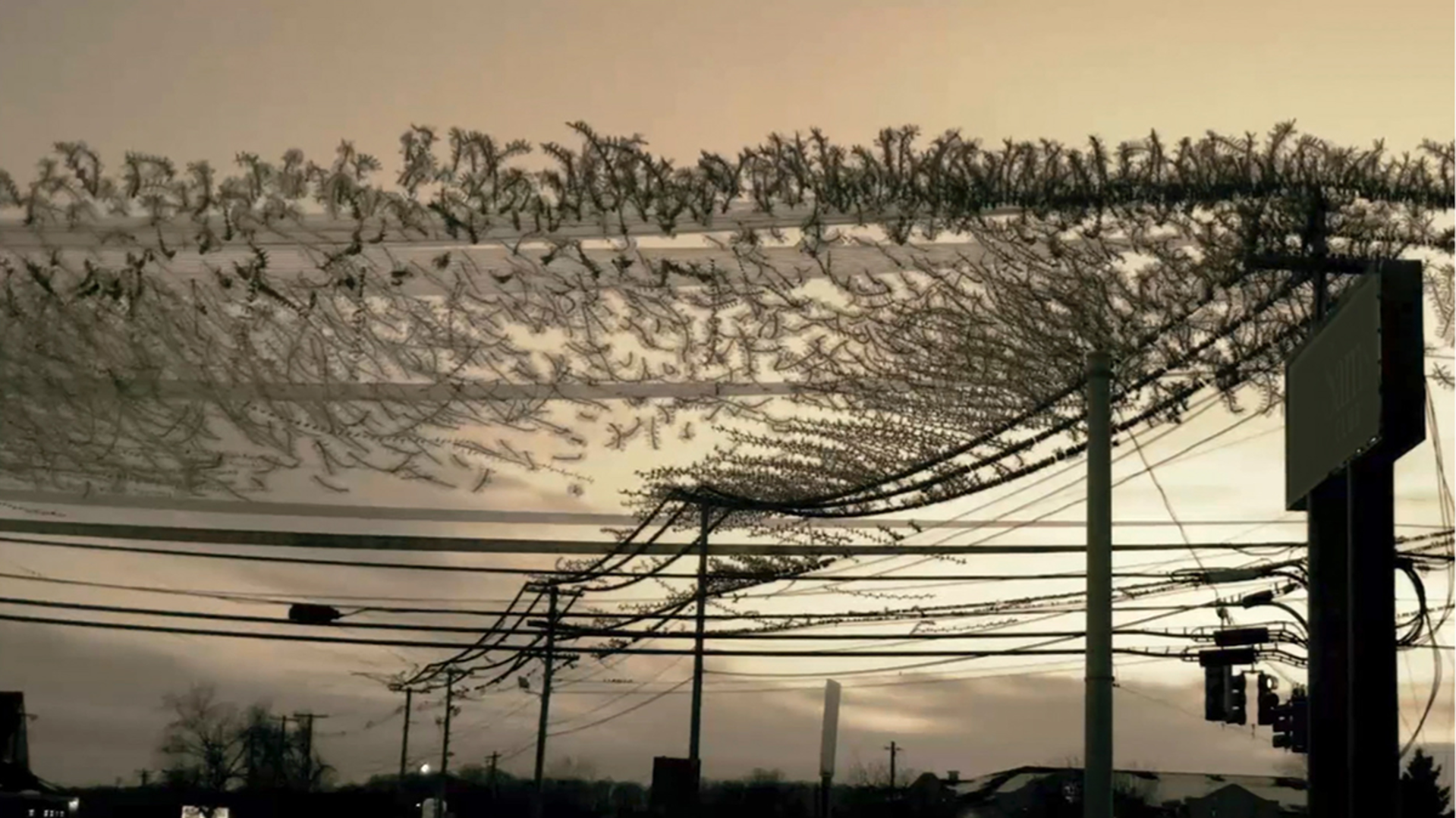 Starlings Decide to Change Lines by Dennis Hlynsky