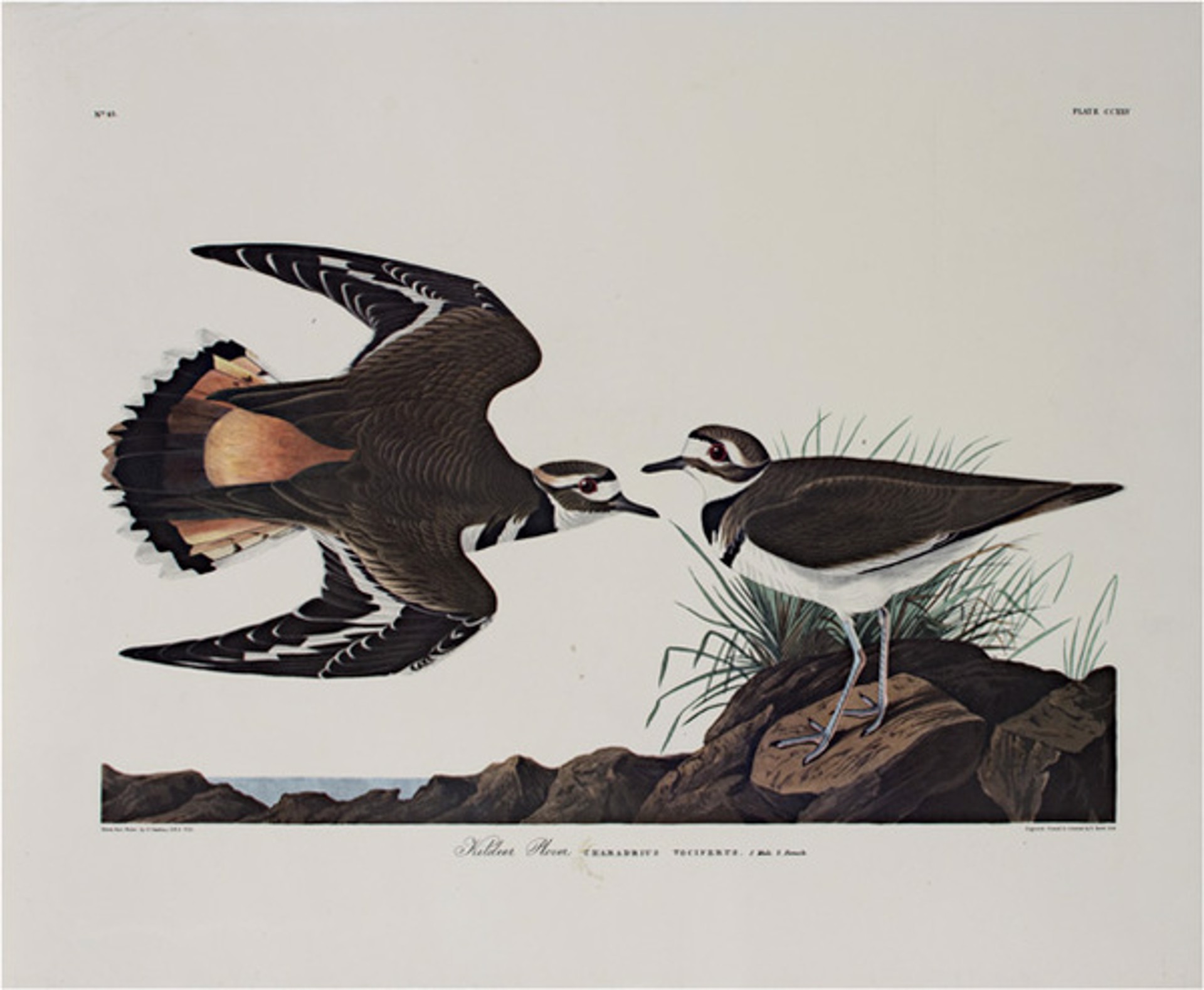 Kildeer Plover by John James Audubon (after)