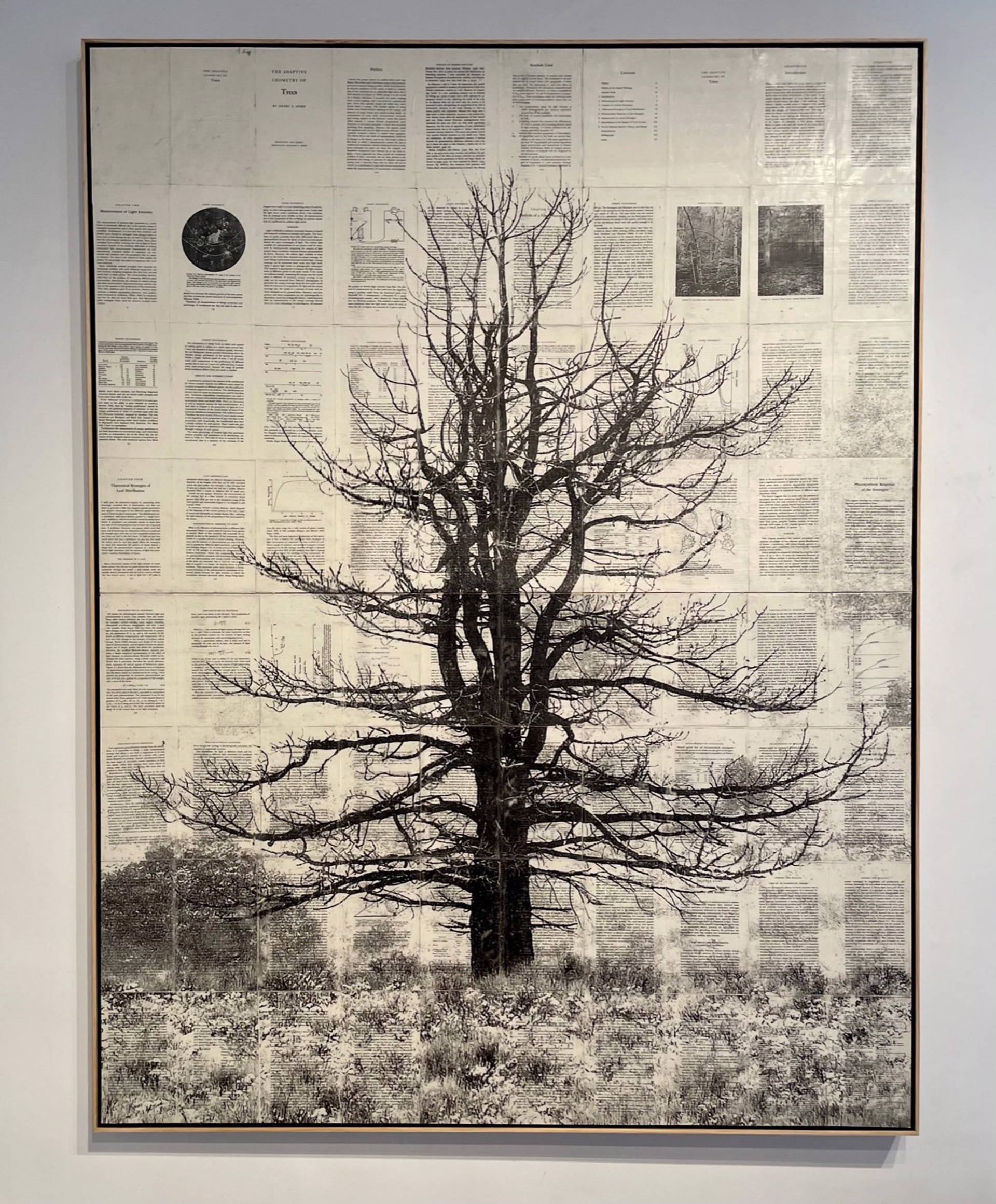 Jeffery Pine Tree by Mike Saijo