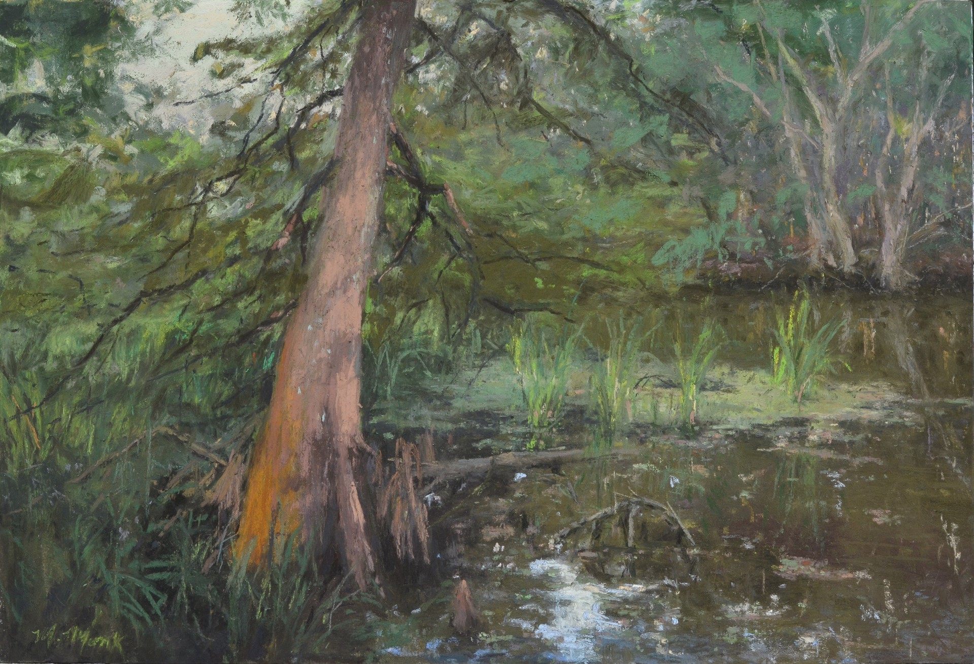 Bald Cypress by Mary Monk