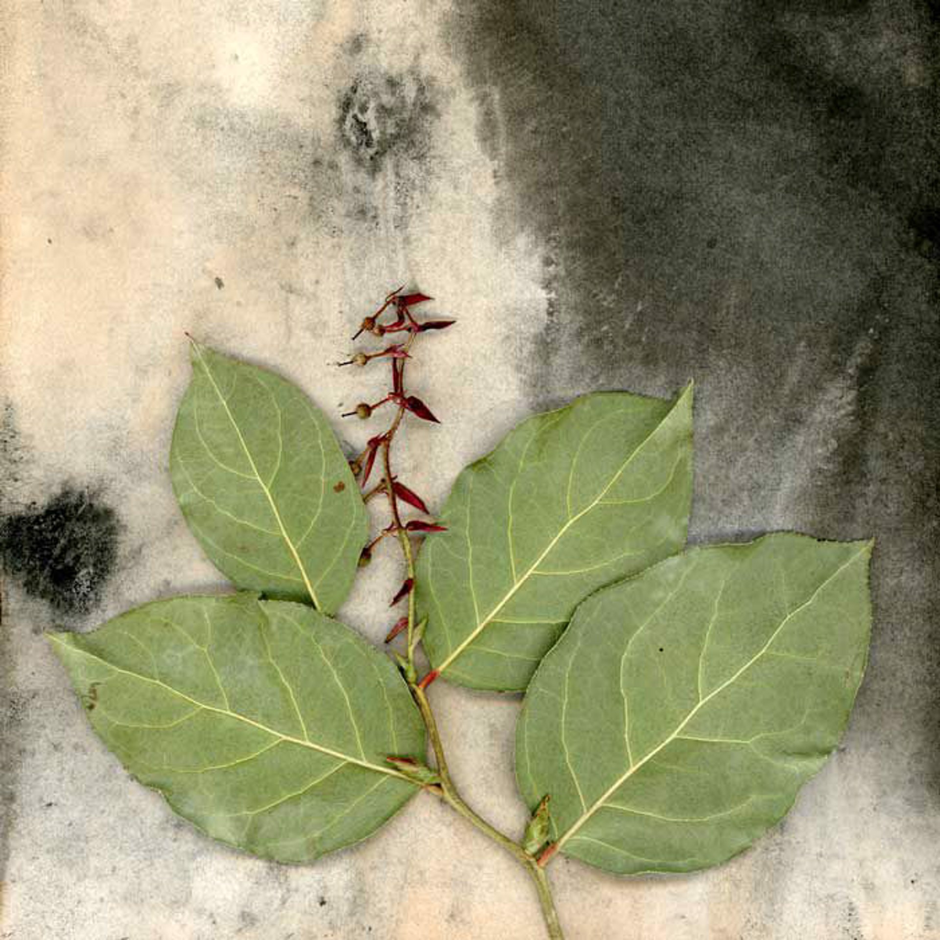 Leaves with Seeds by Ken Smith