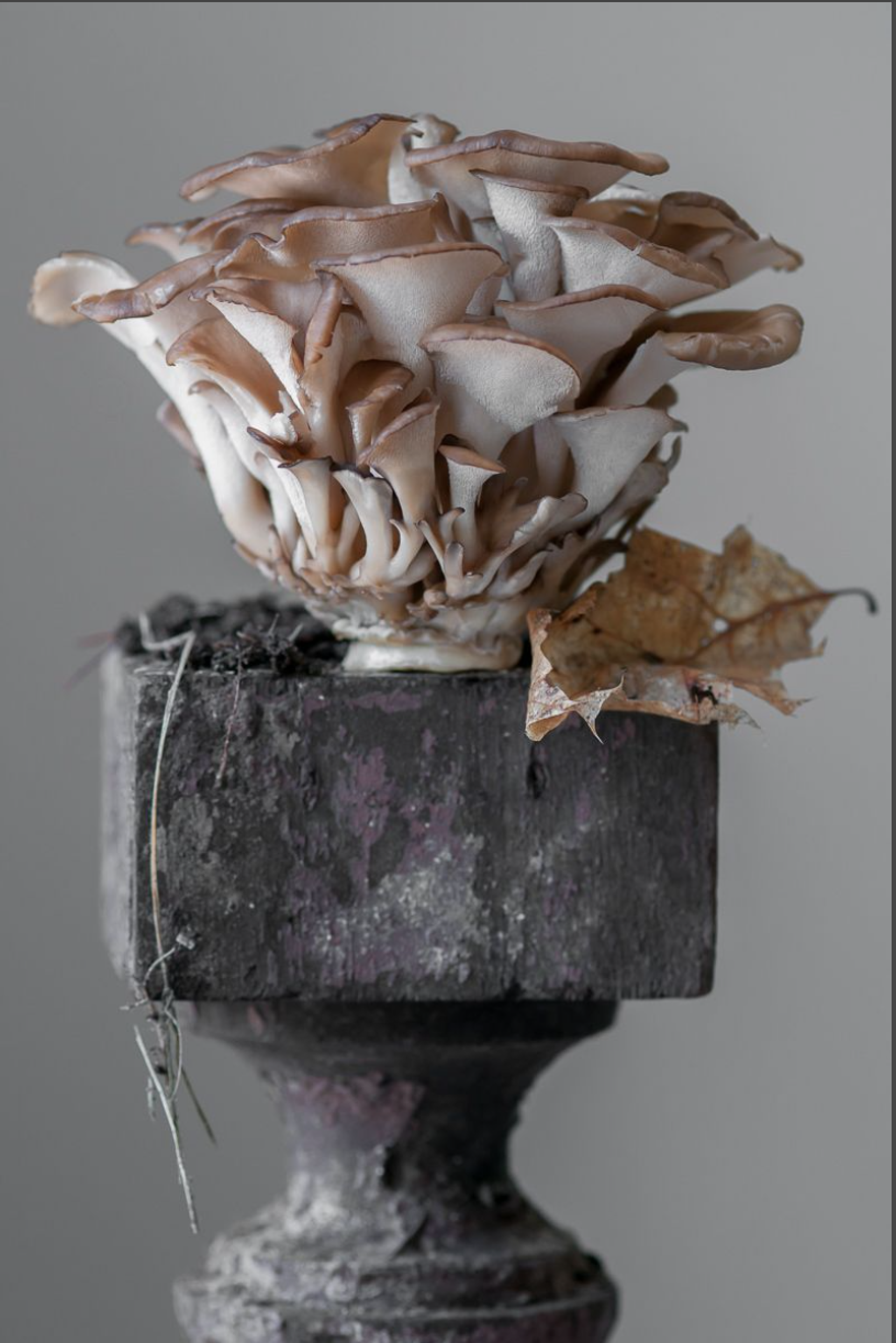 Hen of the Woods Mushroom  by Lynn Karlin