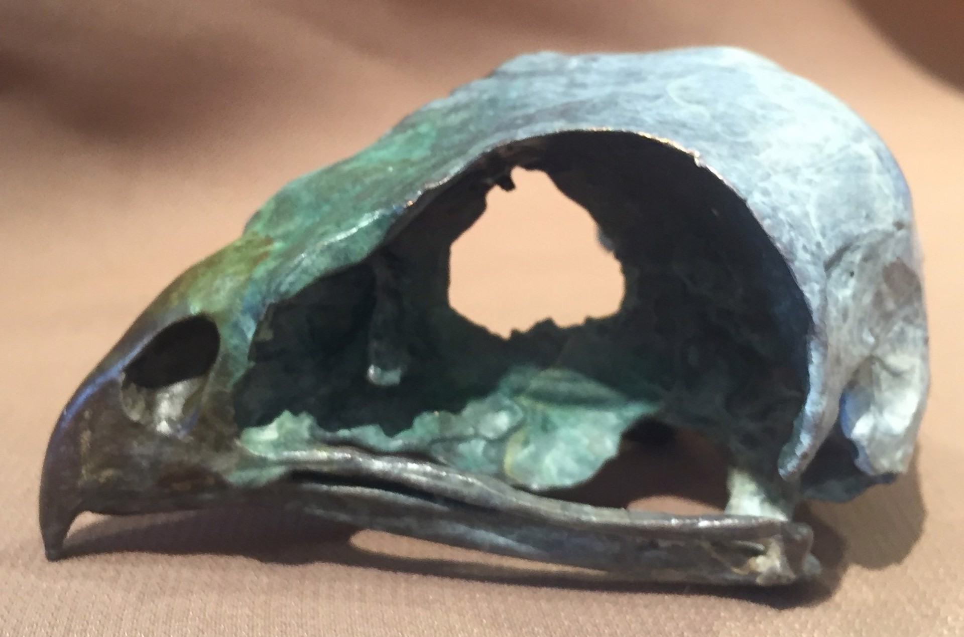 Red-tailed Hawk Skull by Dan Chen