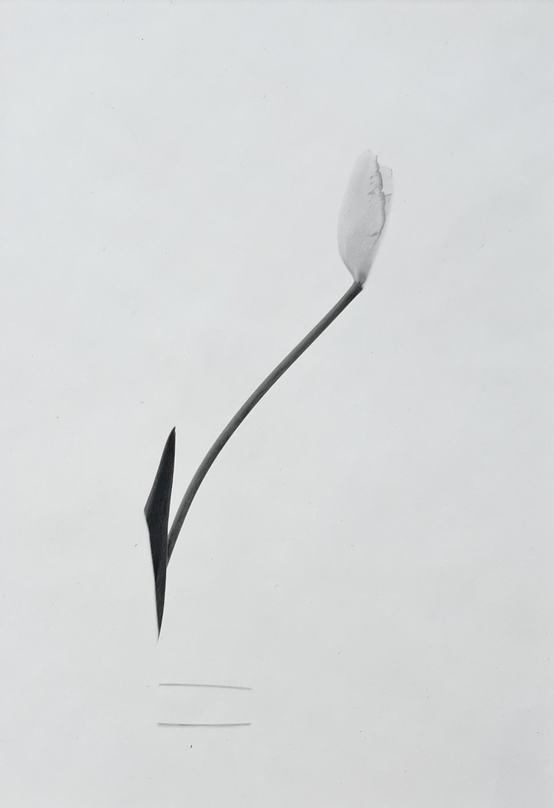 Single Late Tulip by MaryAnn Bushweller