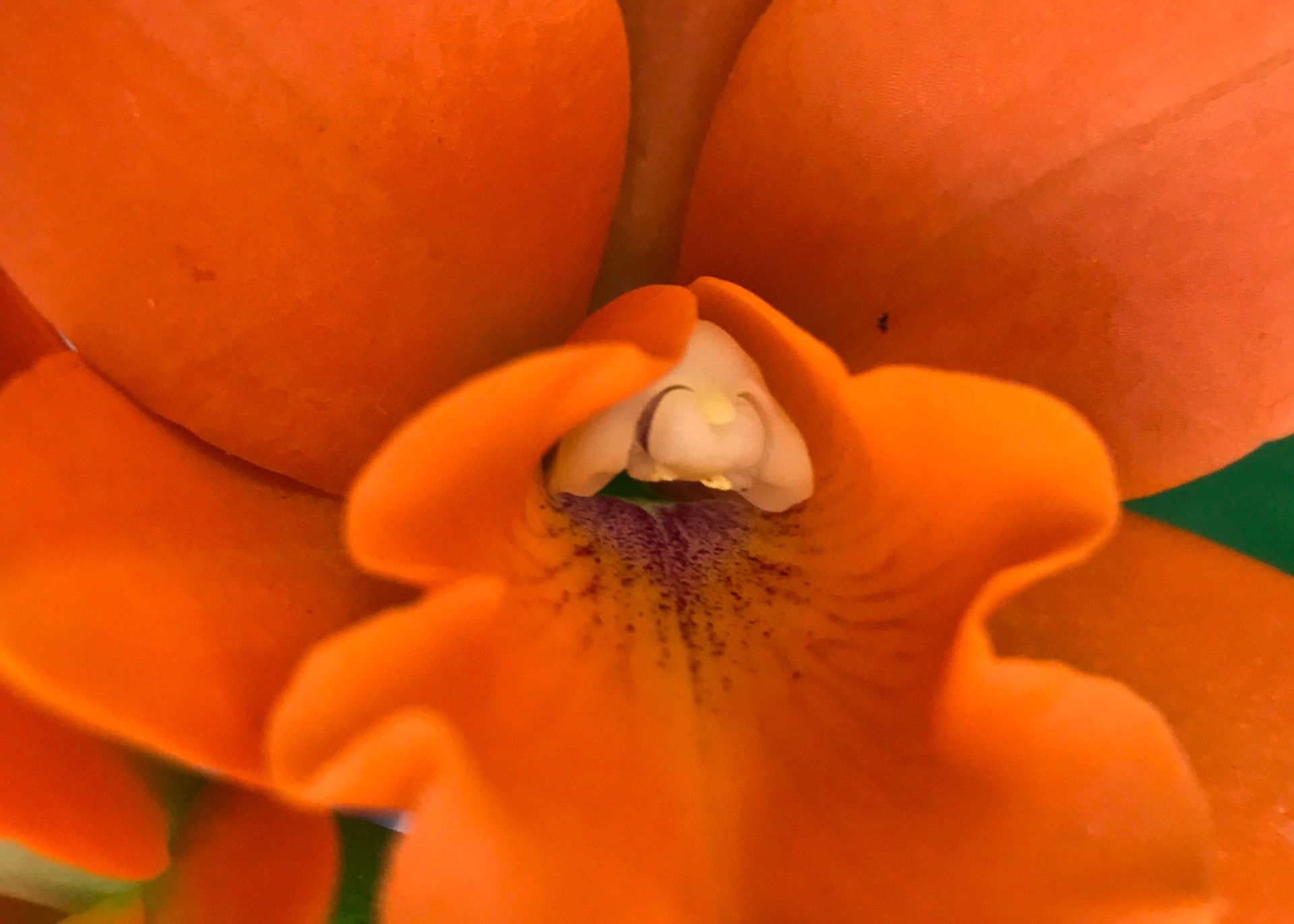 Georgia's Orchid (Phalaenopsis) by Amy Kaslow