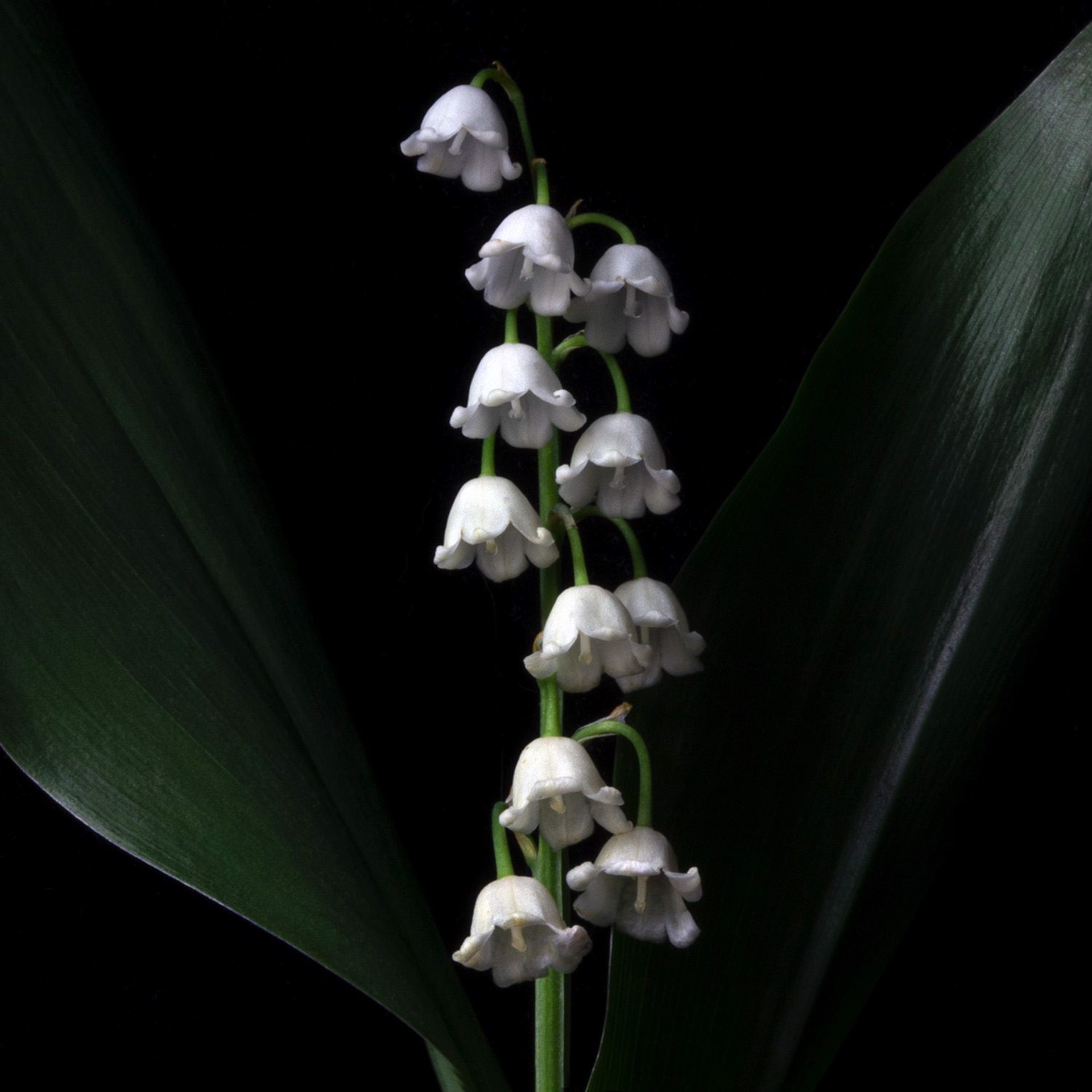 Lily of the Valley, 6597 by Molly Wood