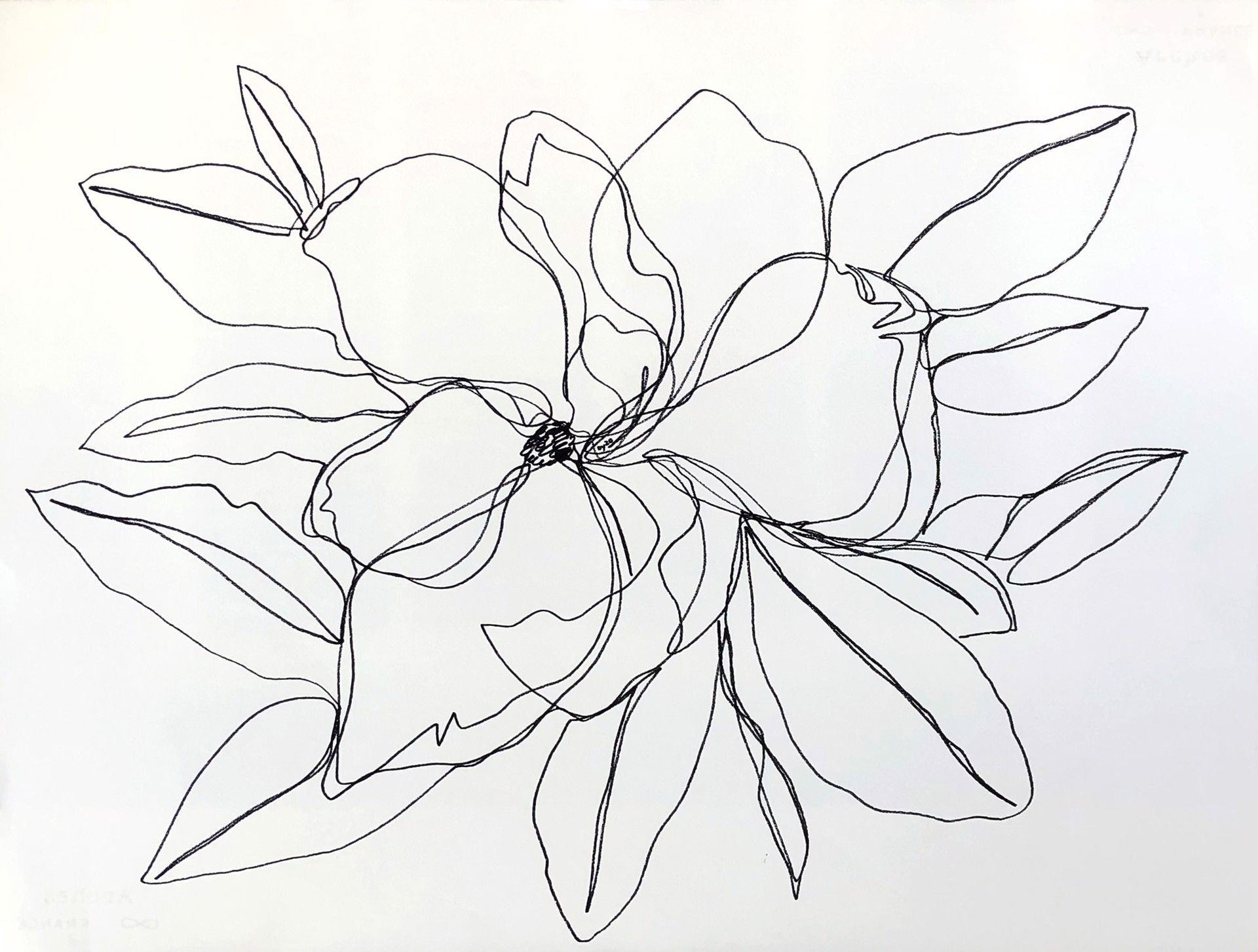 Floral in Lines IV by Dustin Young