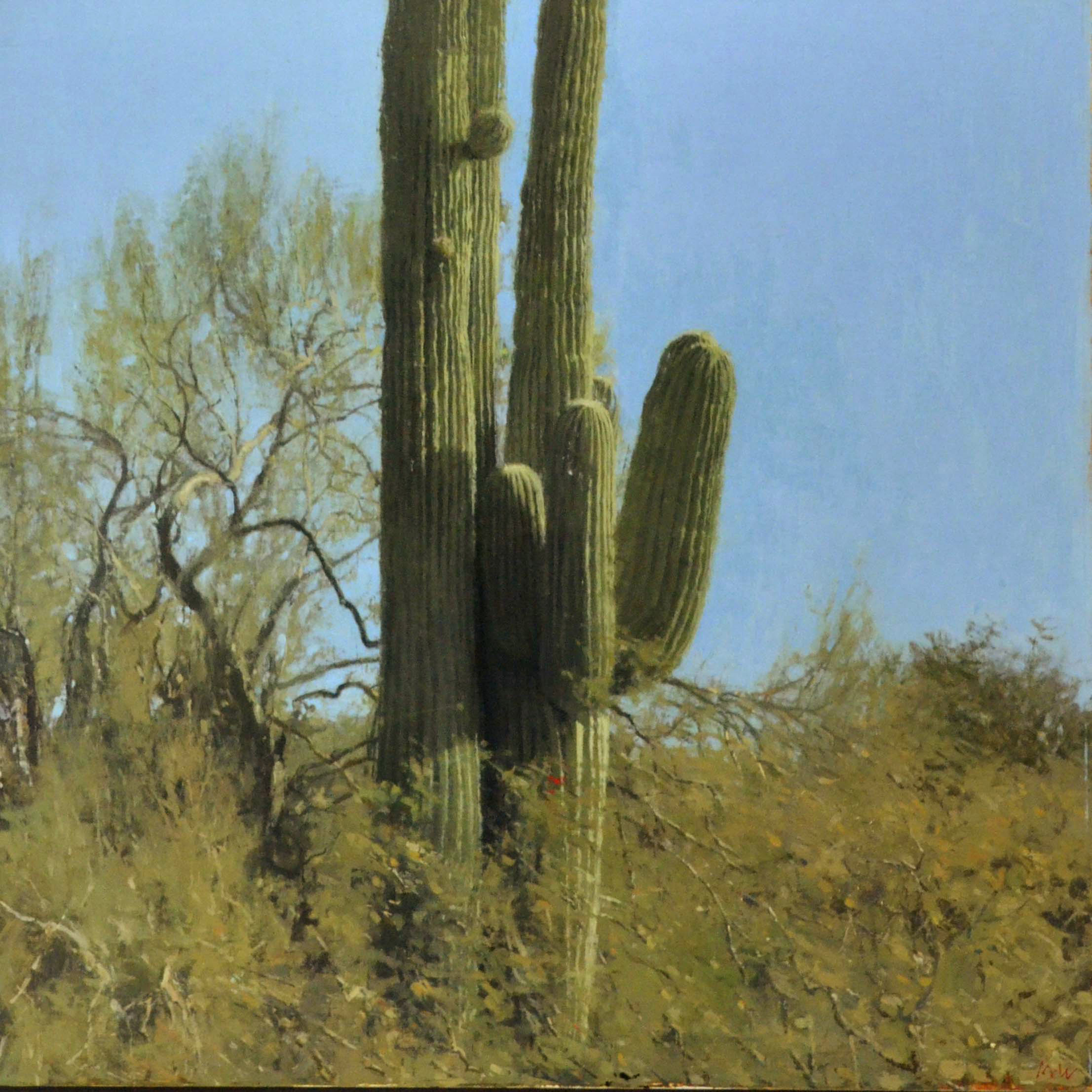 Saguaro by Michael Workman