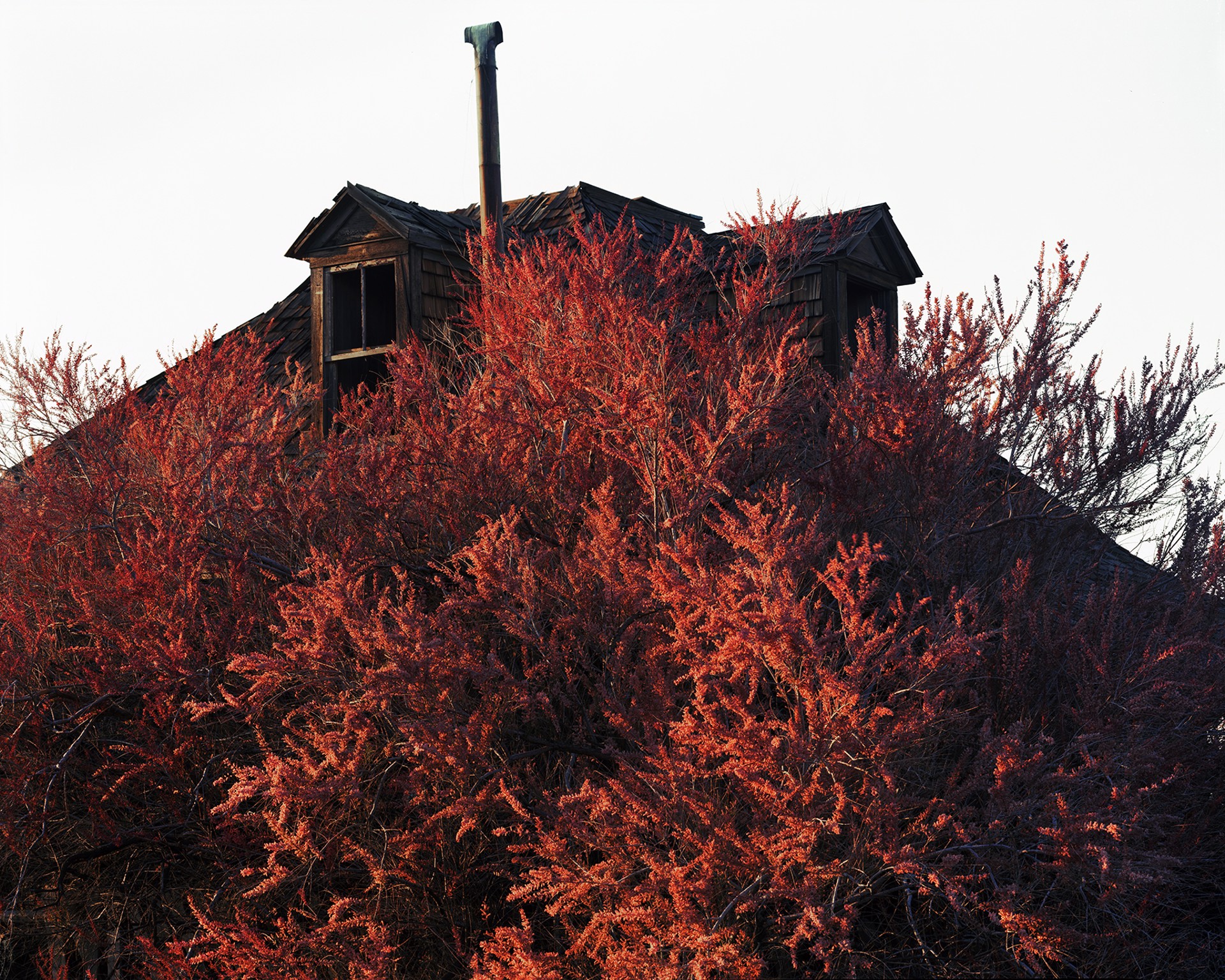 Blooming Tamarisk (in the town where my great-grandmother died), Goldfield, Nevada, 2015 by Laura McPhee