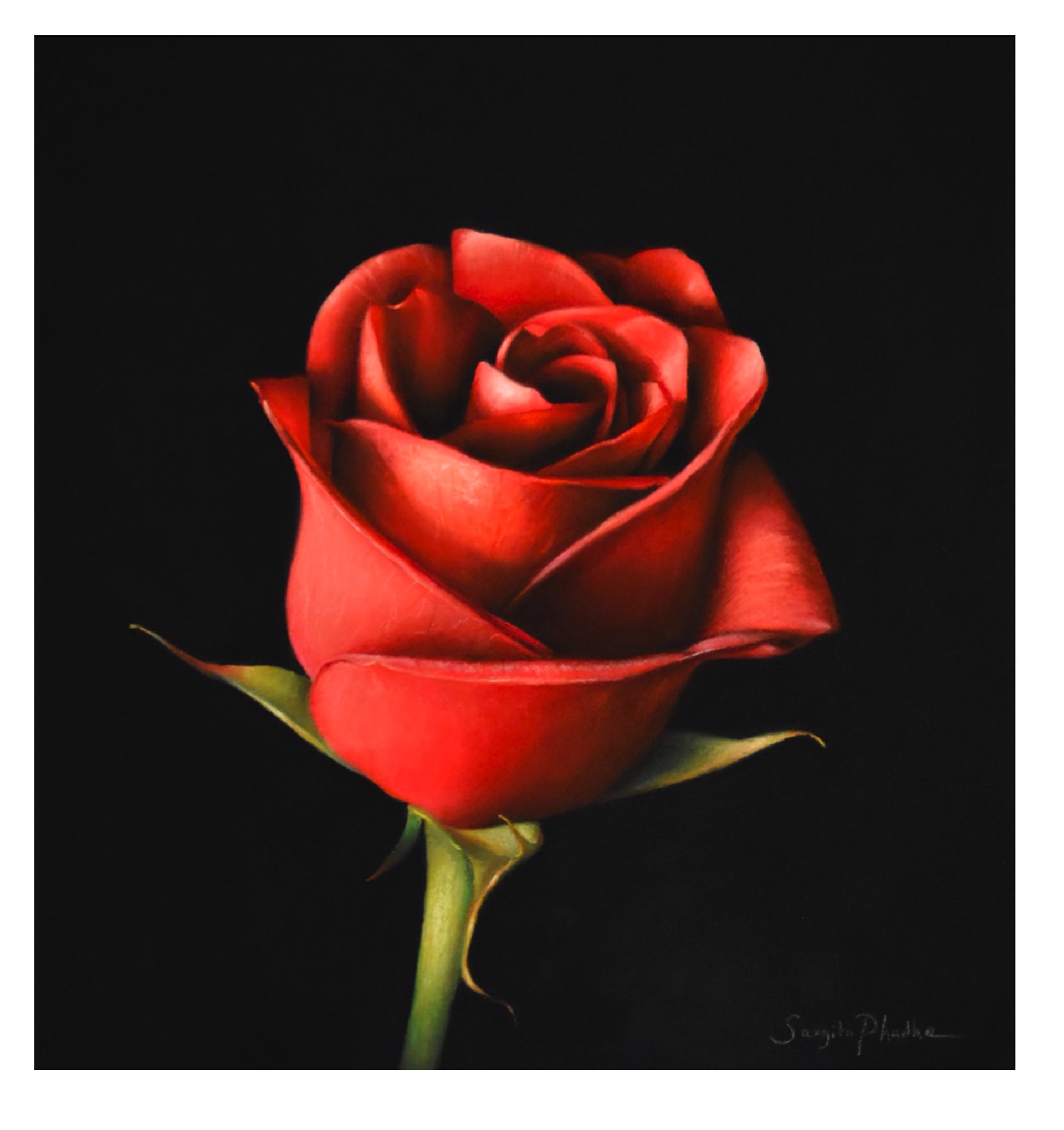 Red Rose by Sangita Phadke
