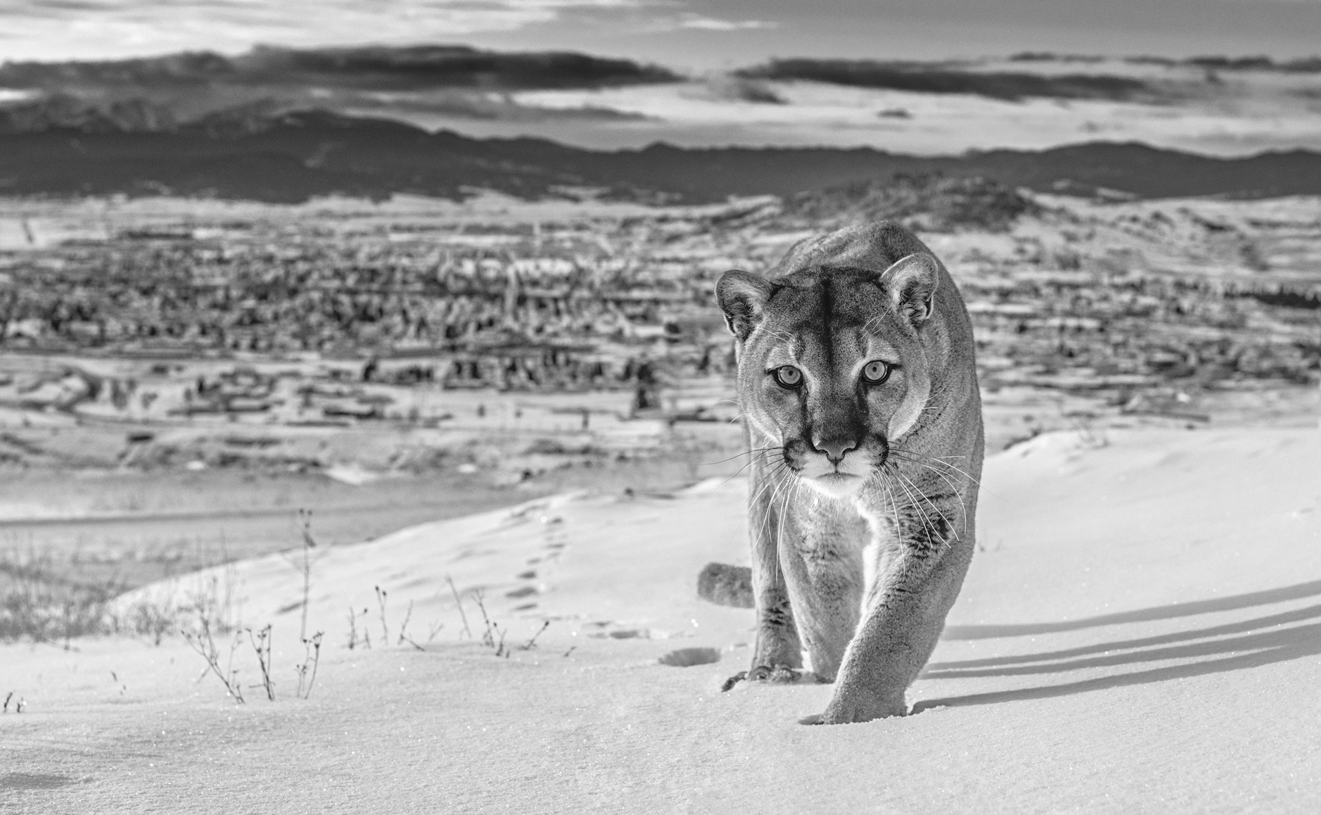 Frontier Town (Black and White) by David Yarrow