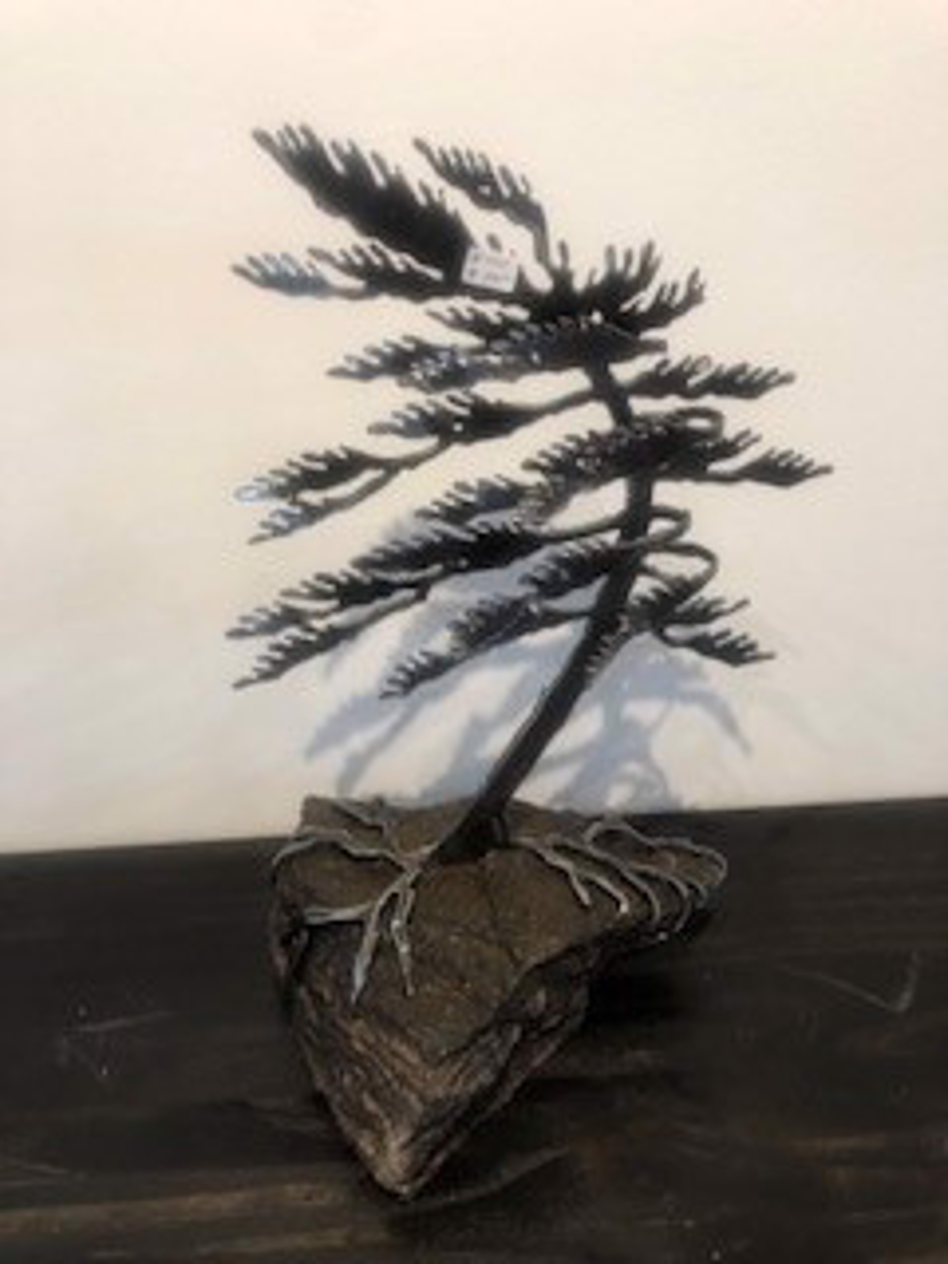 Pine Tree on Rock - 6305 by Cathy Mark