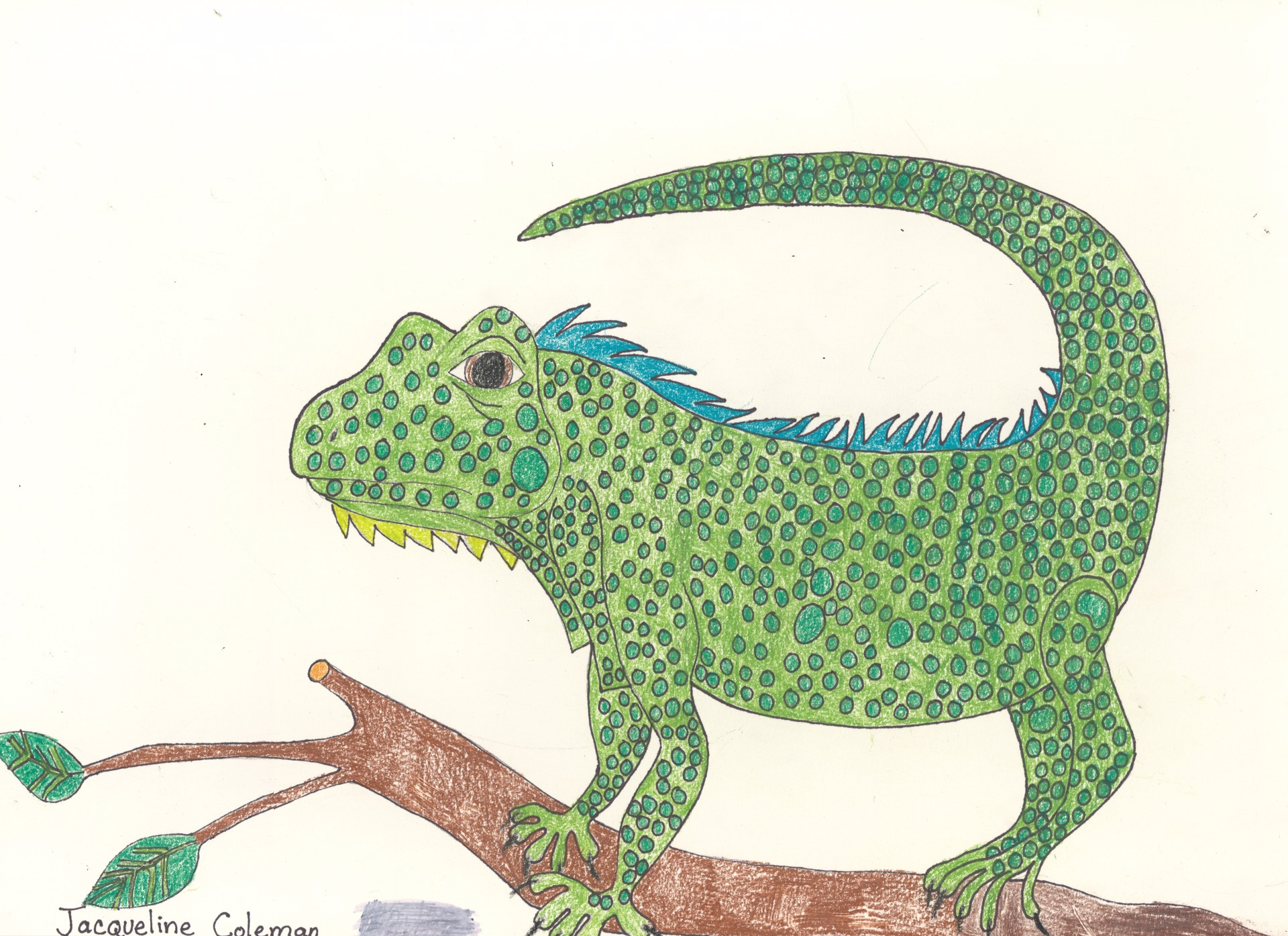 Lizard by Jacqueline Coleman