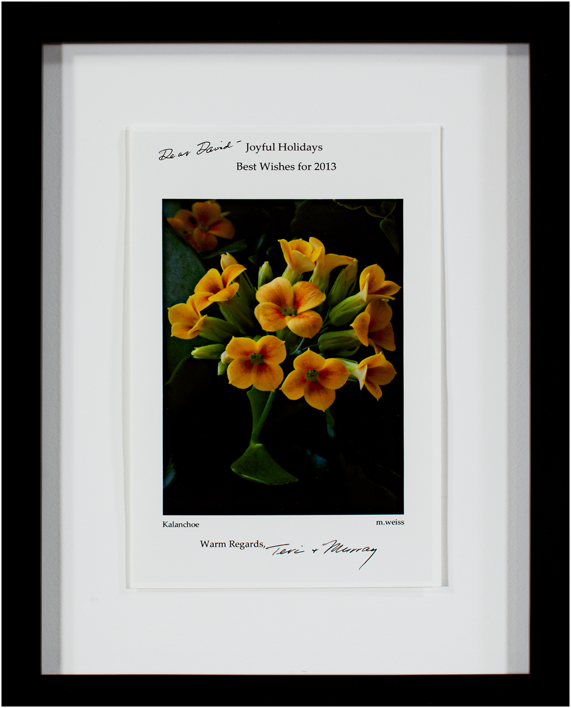 Kalanchoe (2012 Holiday Greeting Card) by Murray Weiss