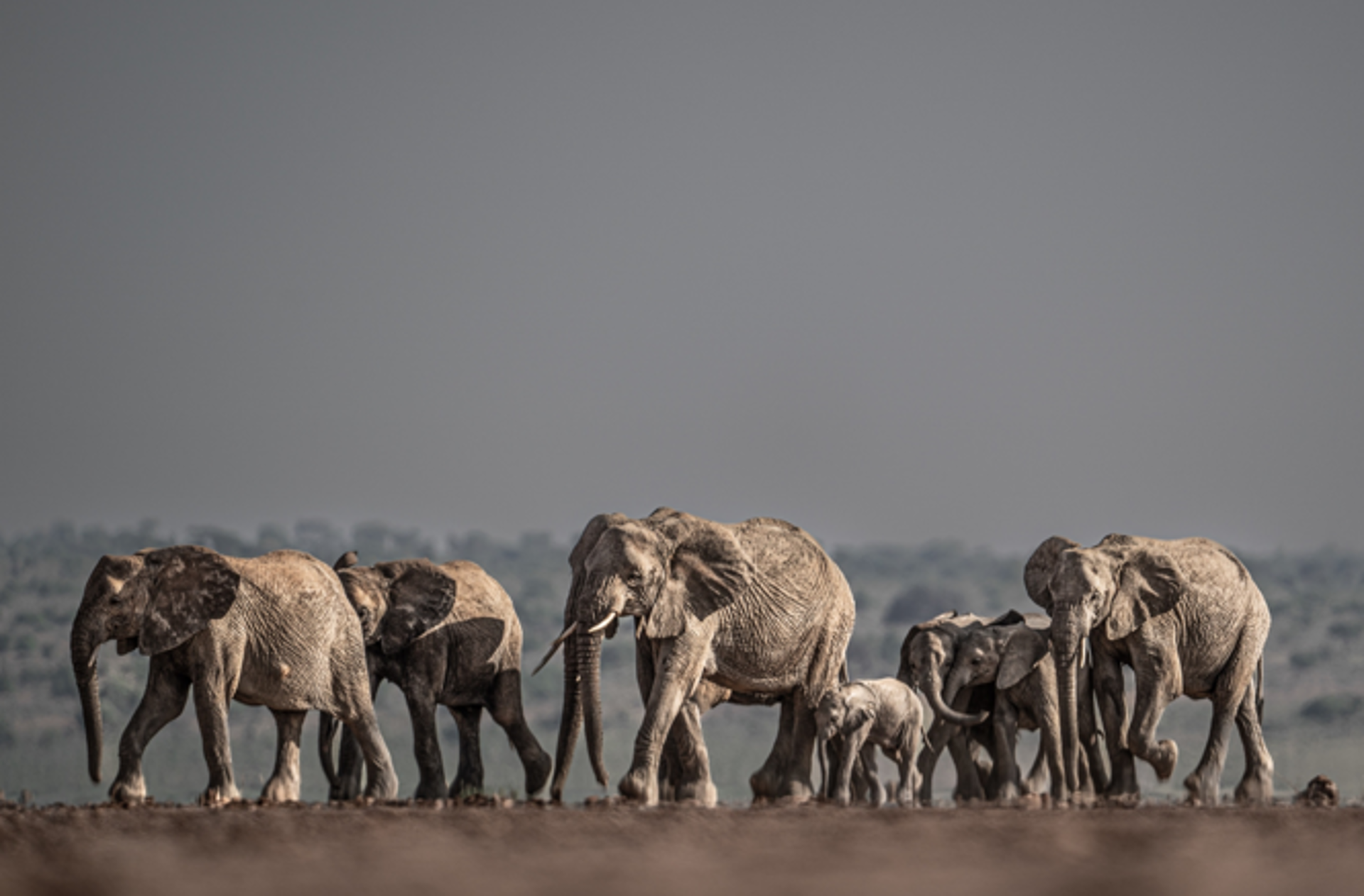 Amboseli Dreaming by Kyle Smith